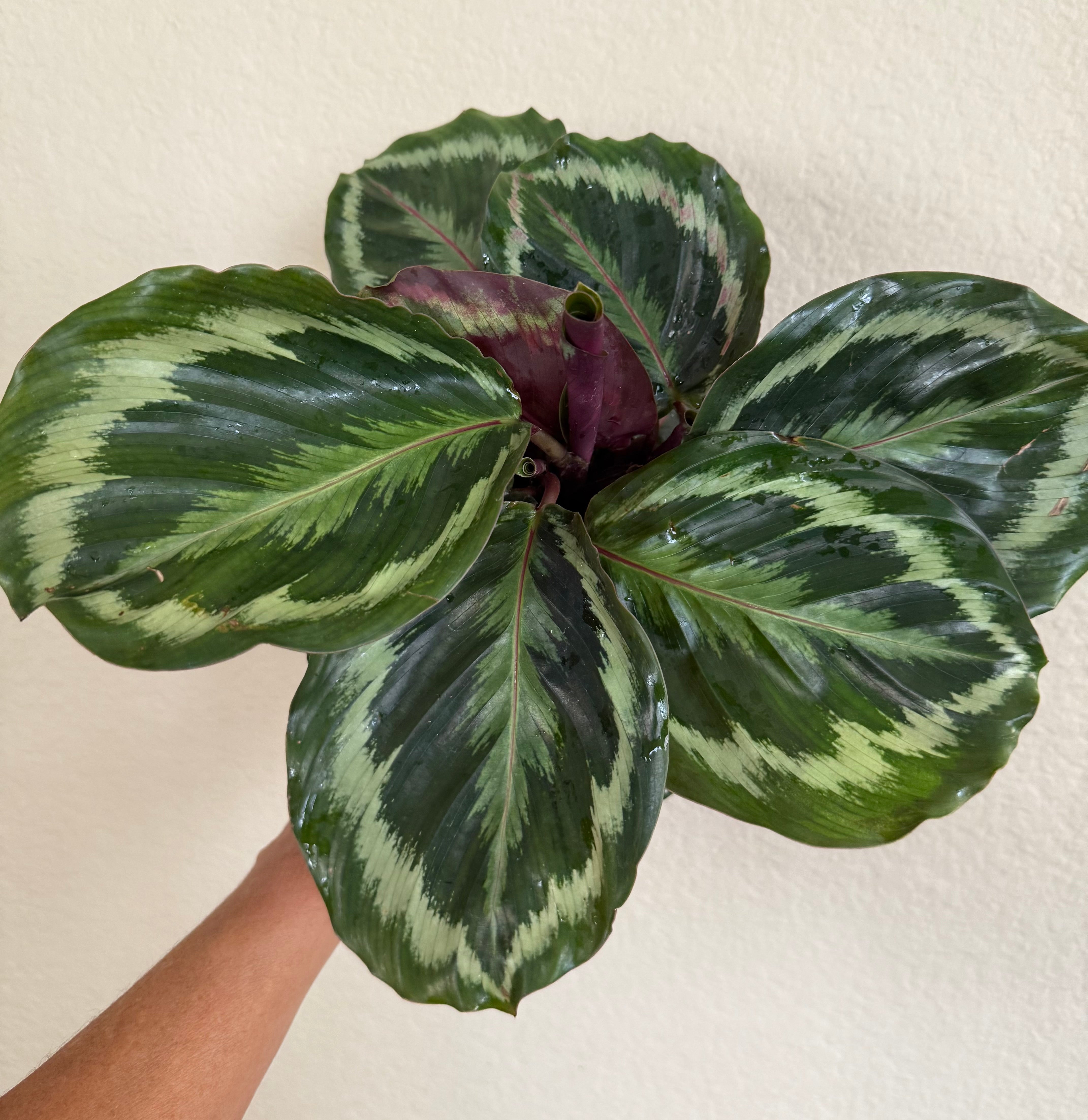 Calathea Roseopicta 'Medallion'
