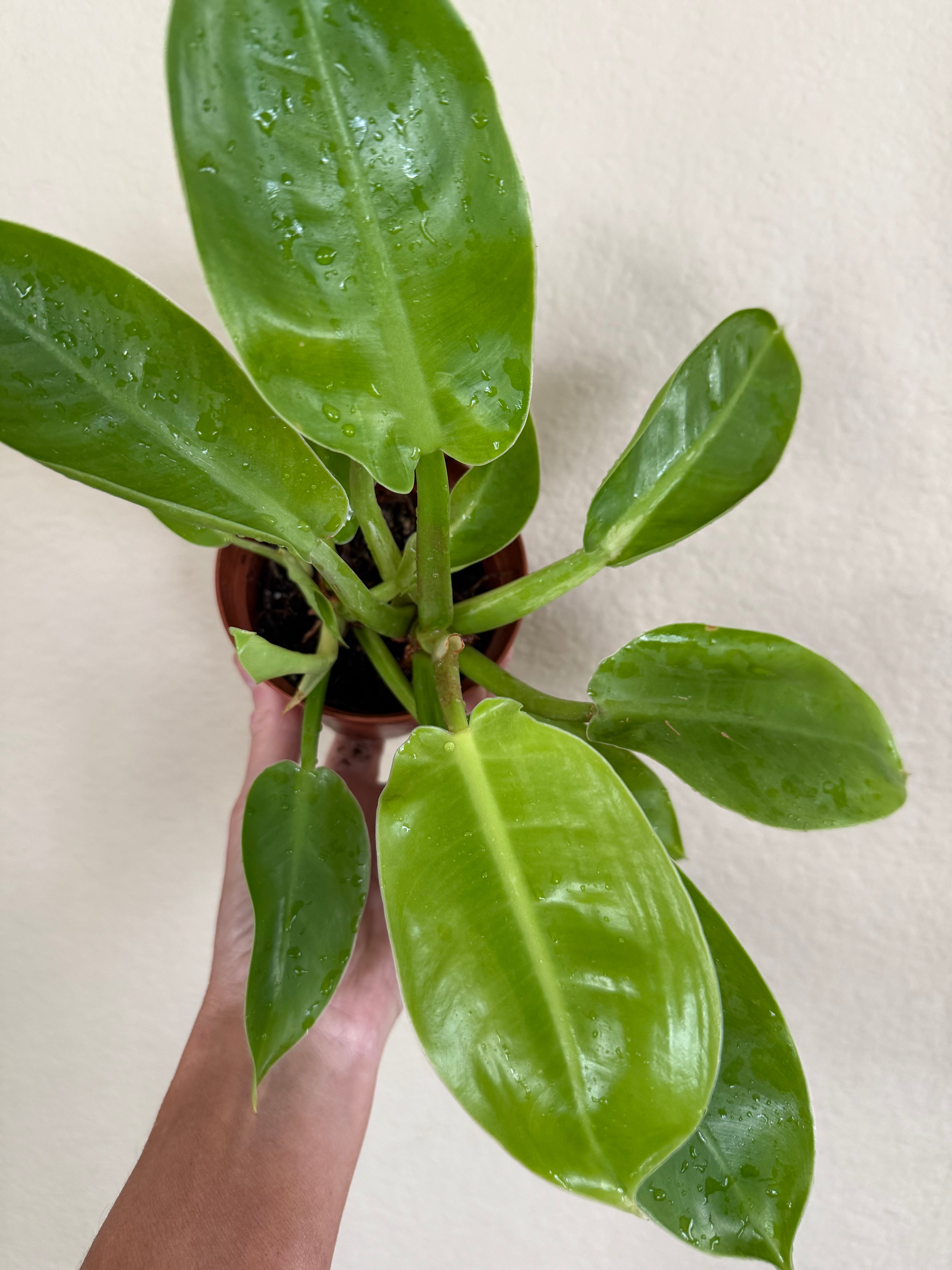 Philodendron 'Moonlight'