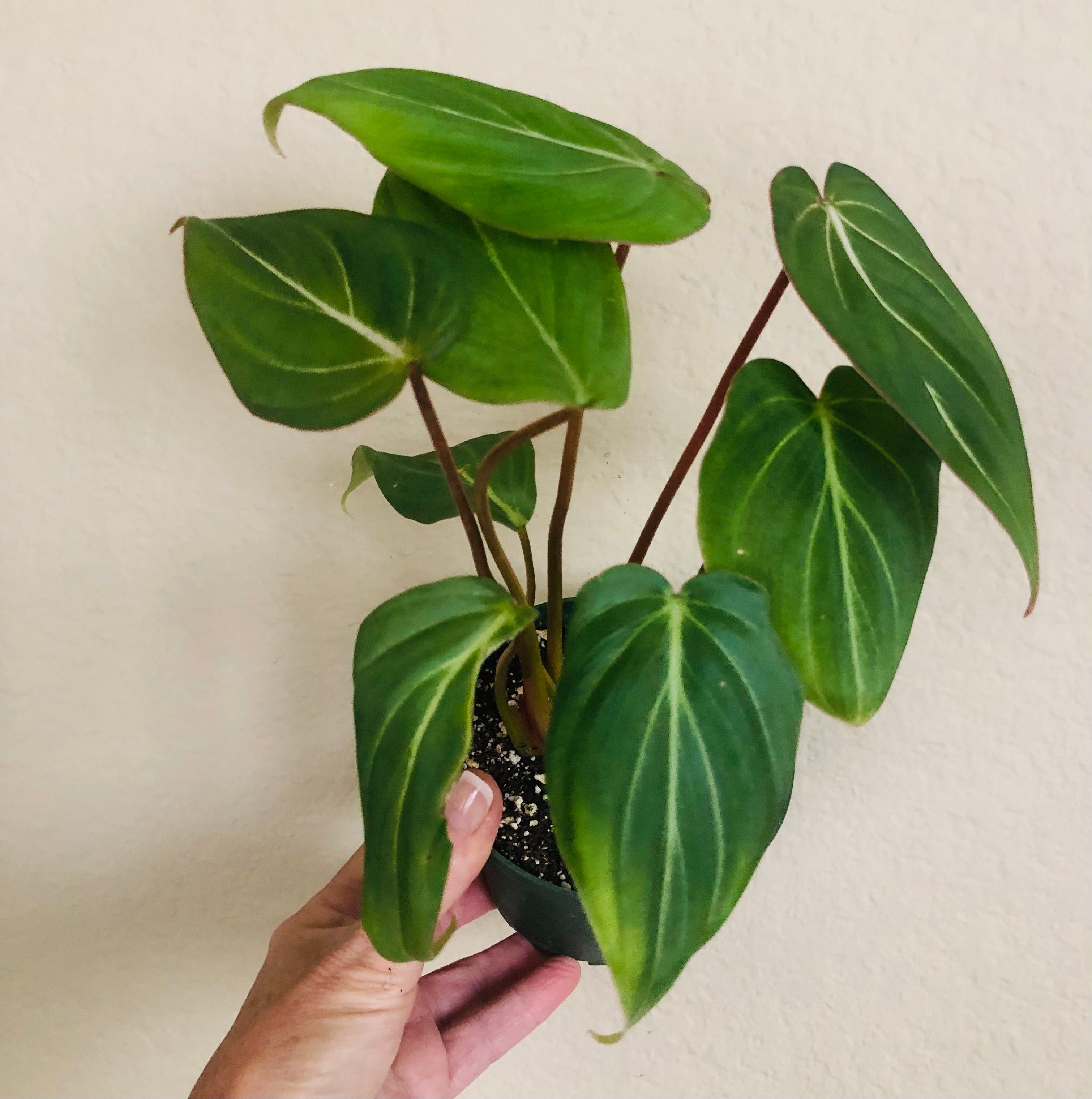 Philodendron 'Gloriosum'