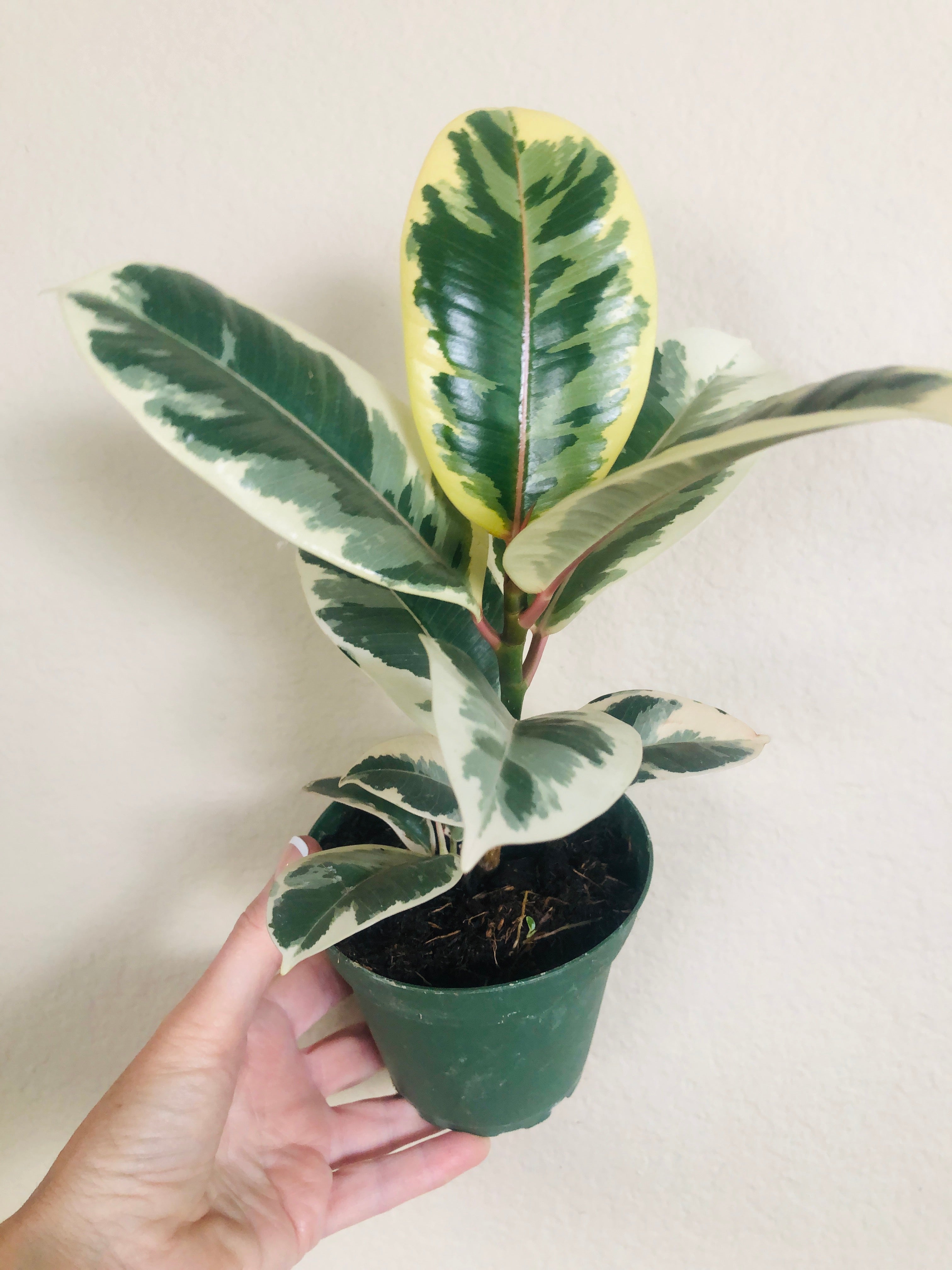 Ficus Elastica 'Tineke'