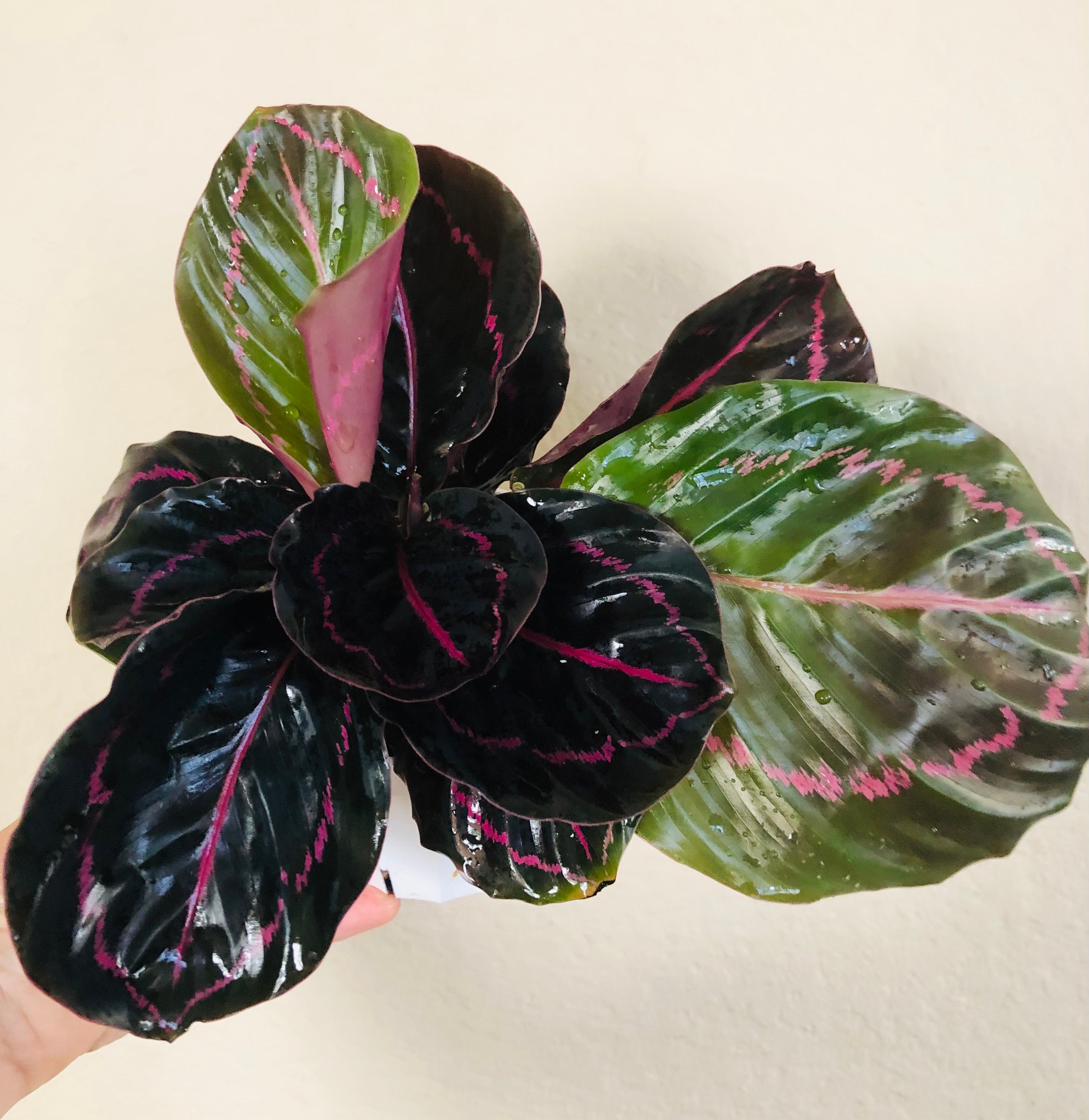 Calathea Roseopicta 'Dottie'