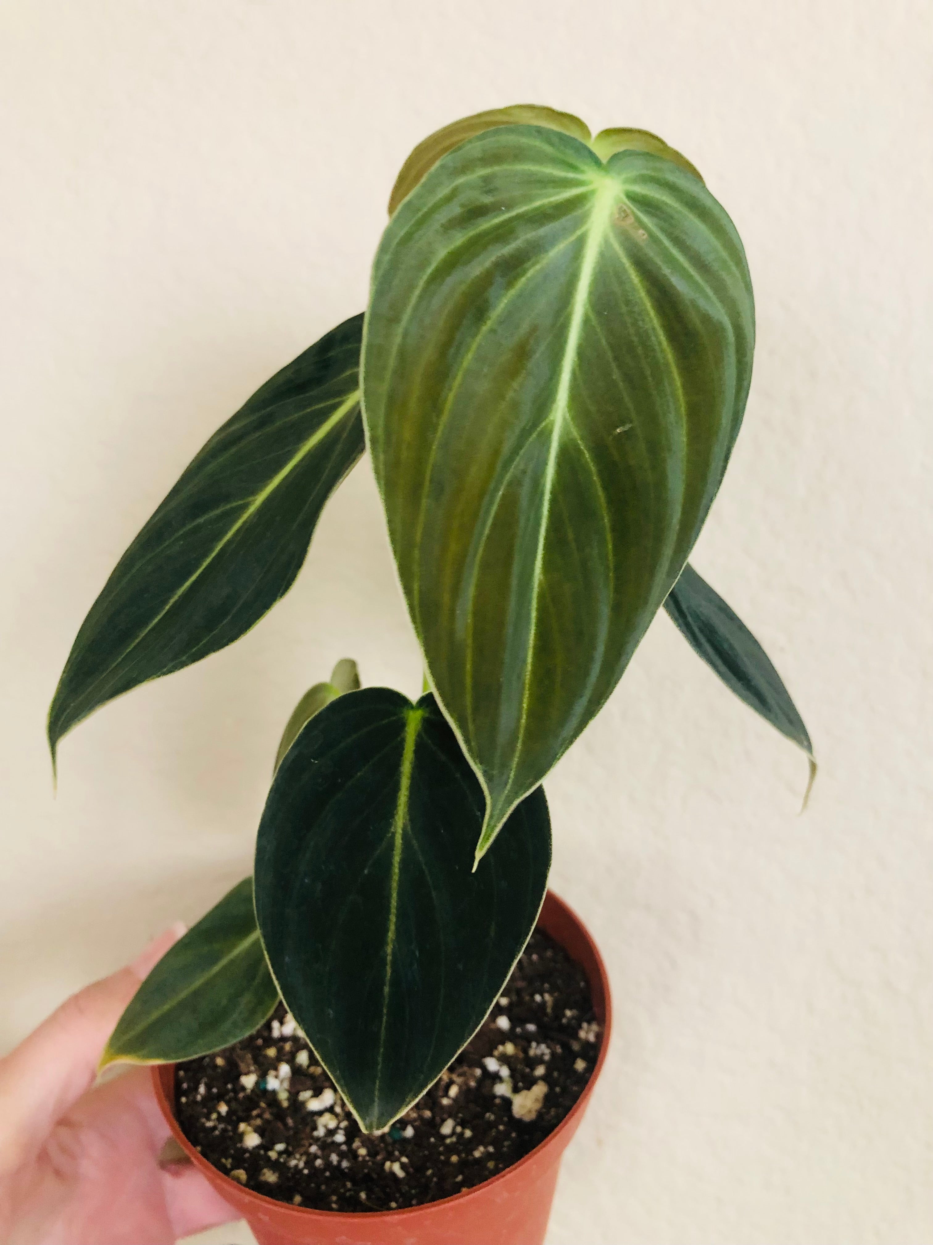 Philodendron Melanochrysum