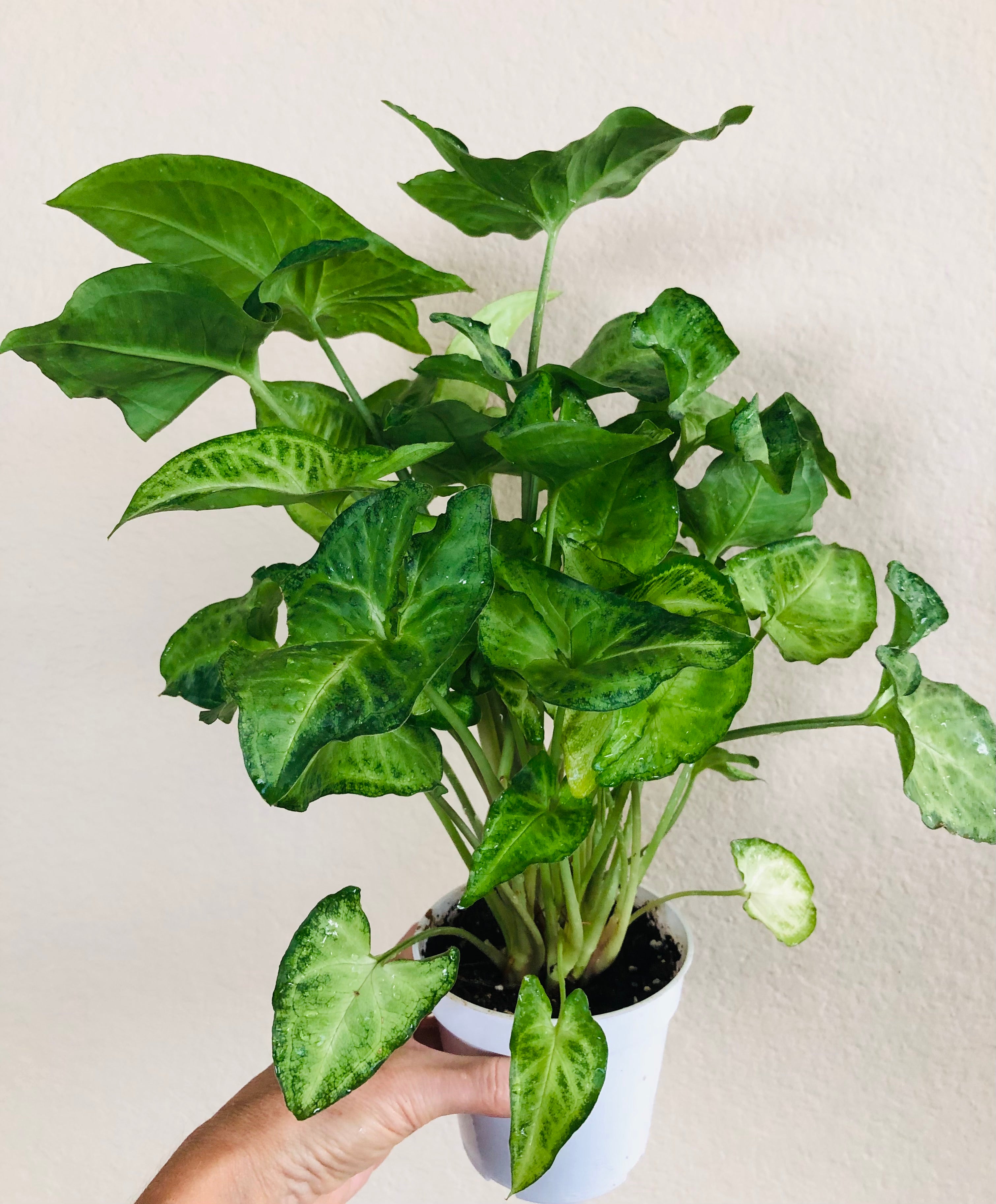 Syngonium 'White Butterfly'