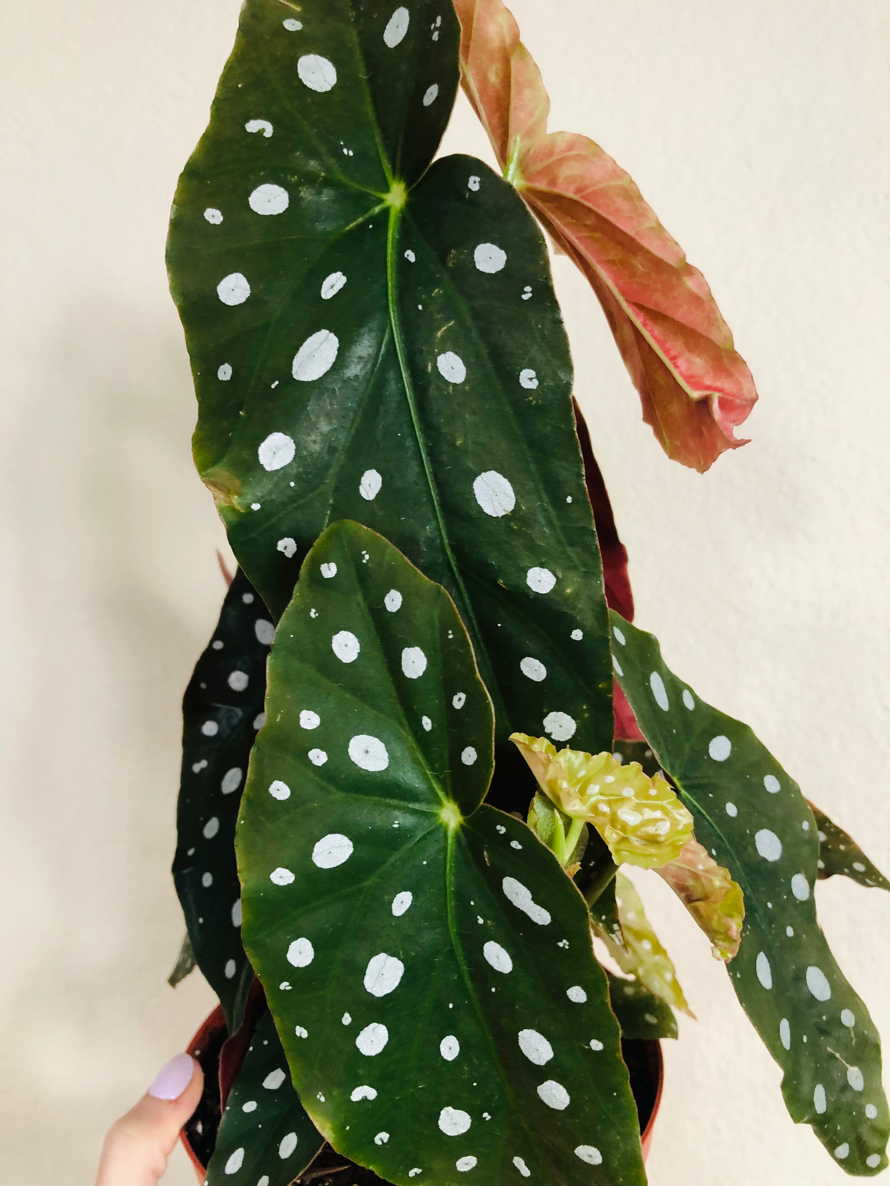 Begonia 'Maculata'