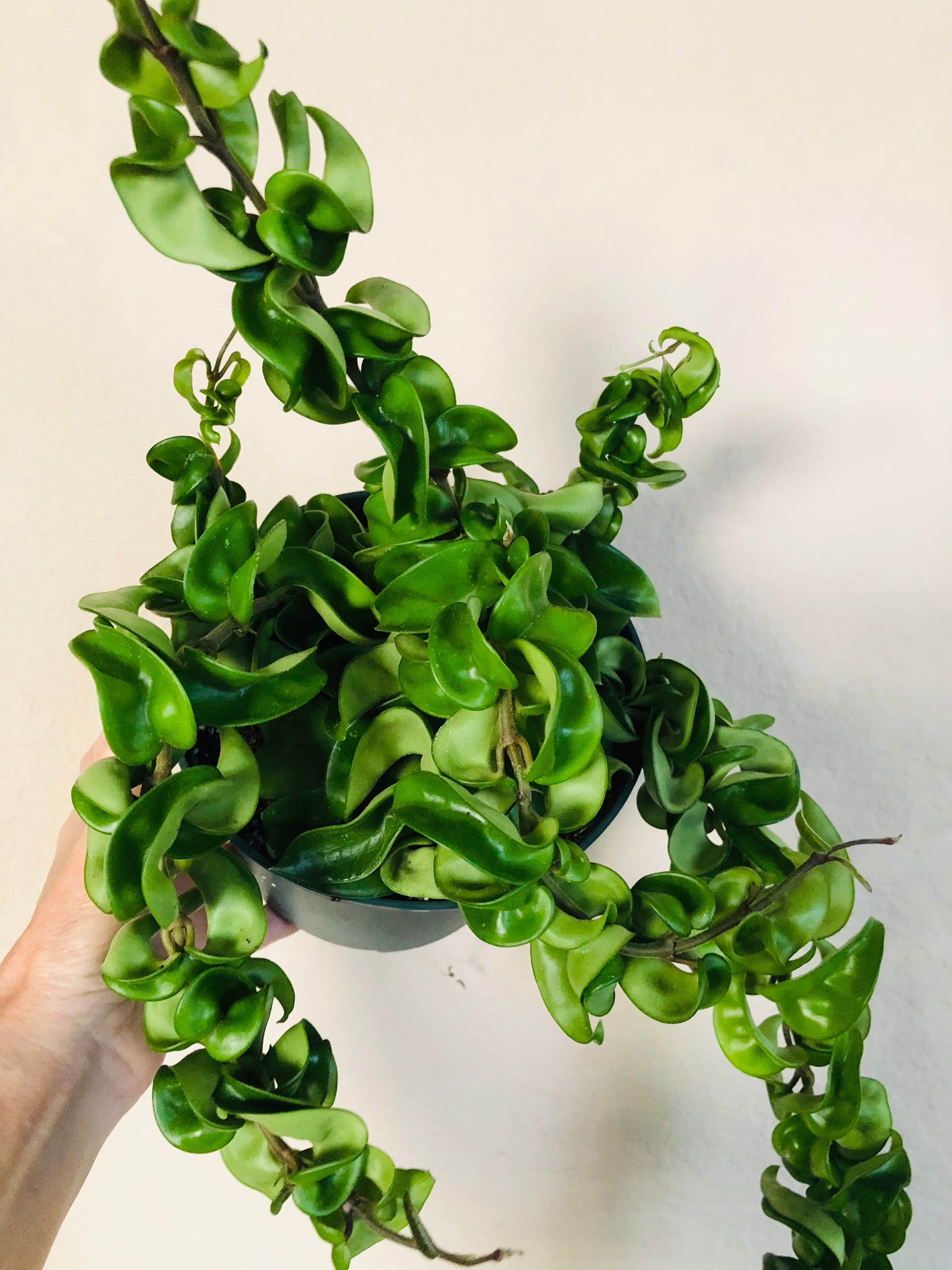 Hoya Carnosa 'Compacta' Hindu Rope