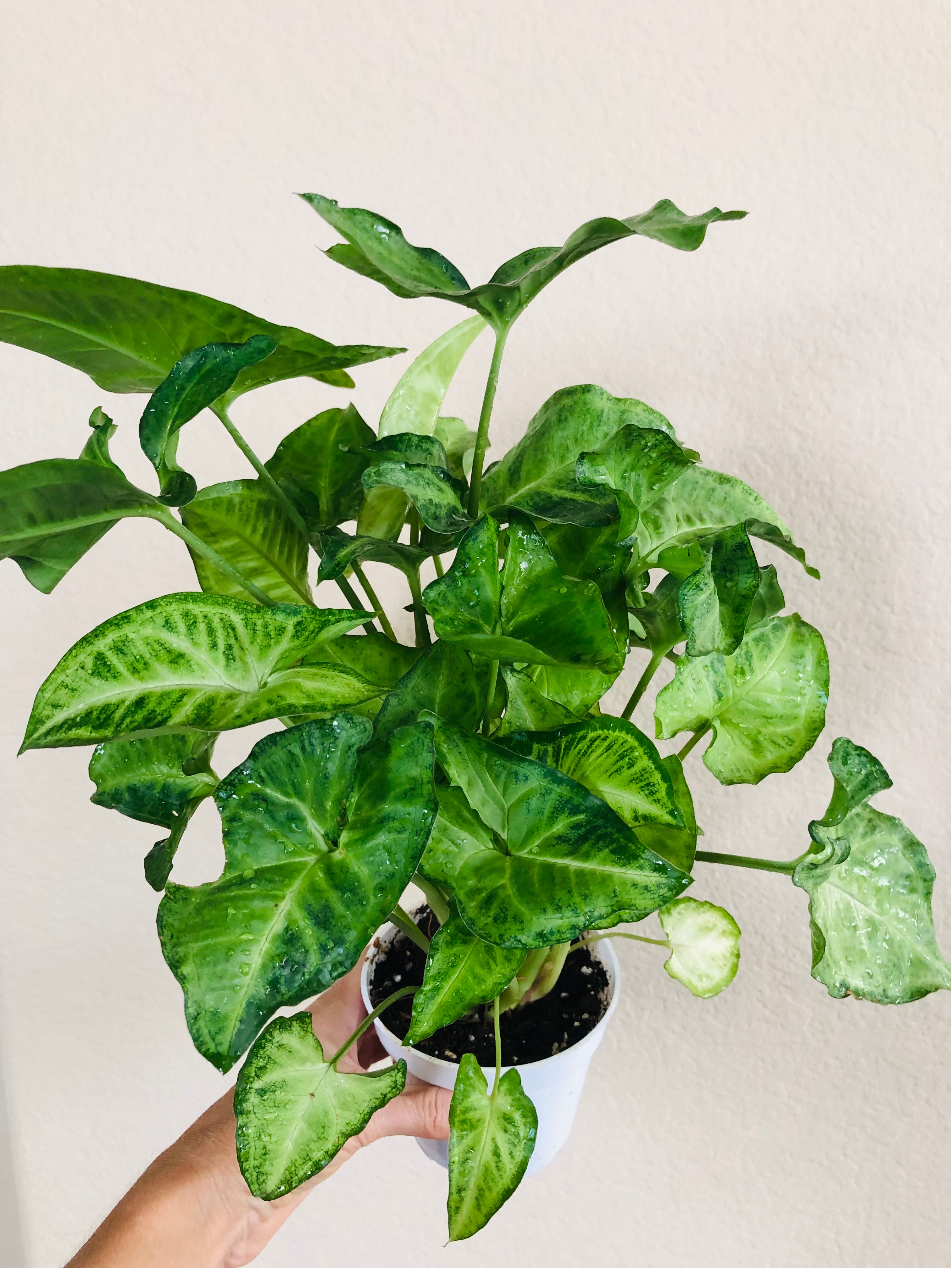 Syngonium 'White Butterfly'