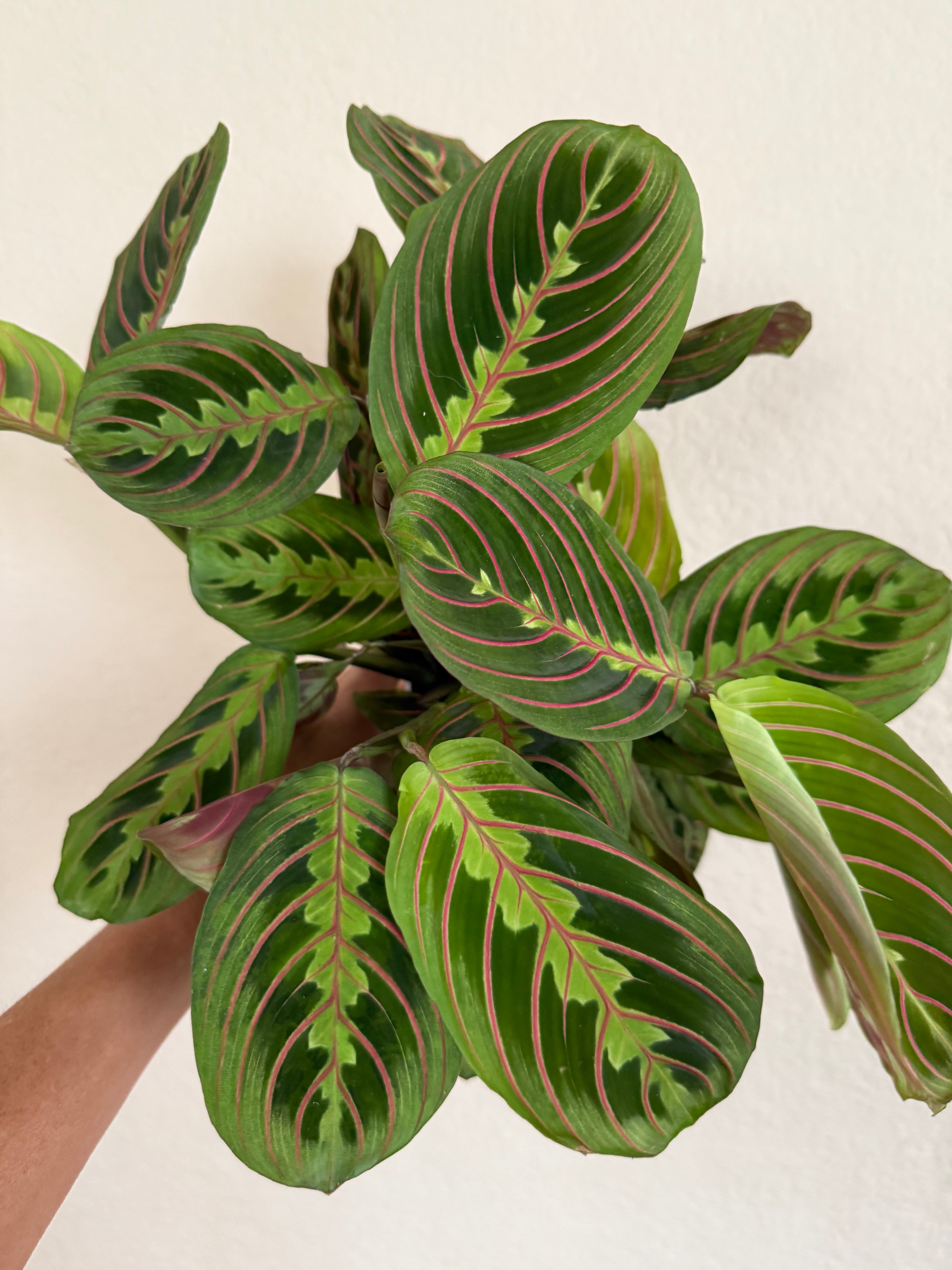 Maranta 'Red'