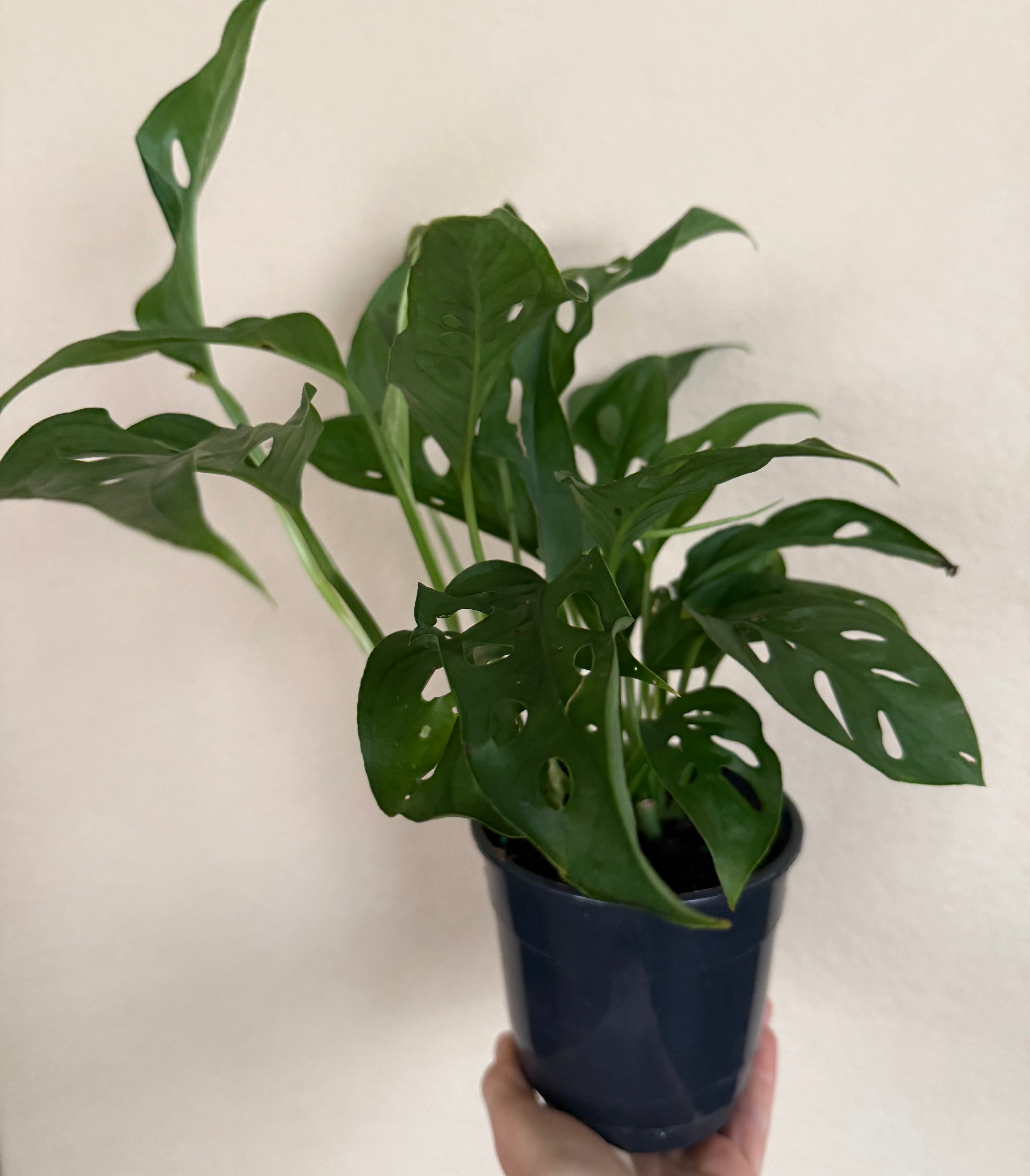 Monstera Adansonii 'Swiss Cheese'