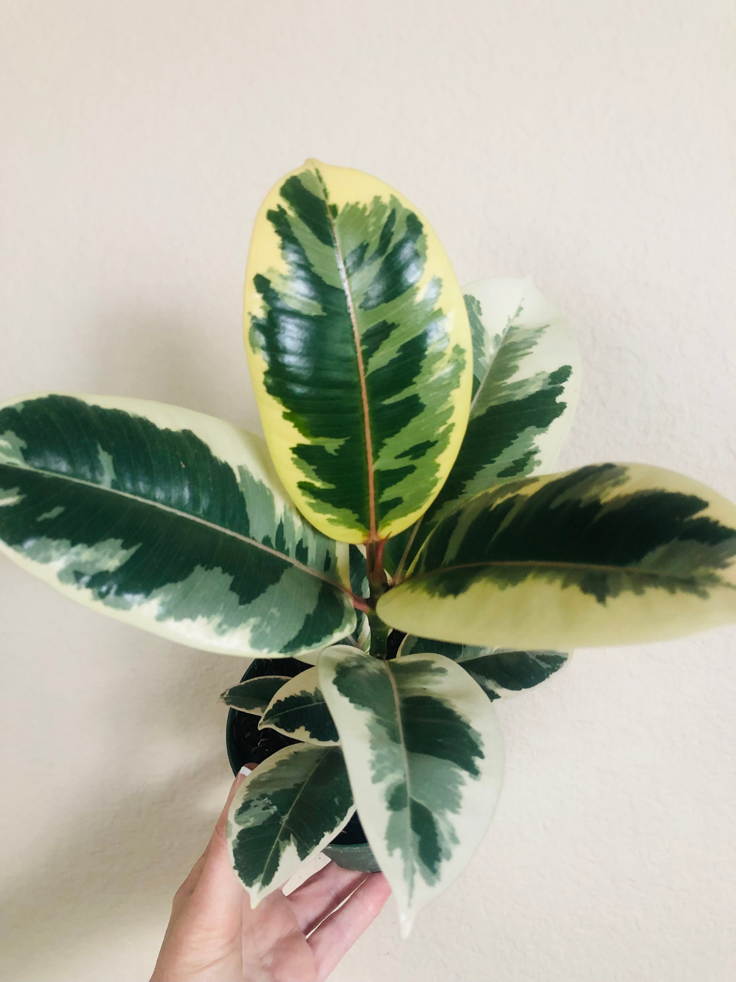 Ficus Elastica 'Tineke'