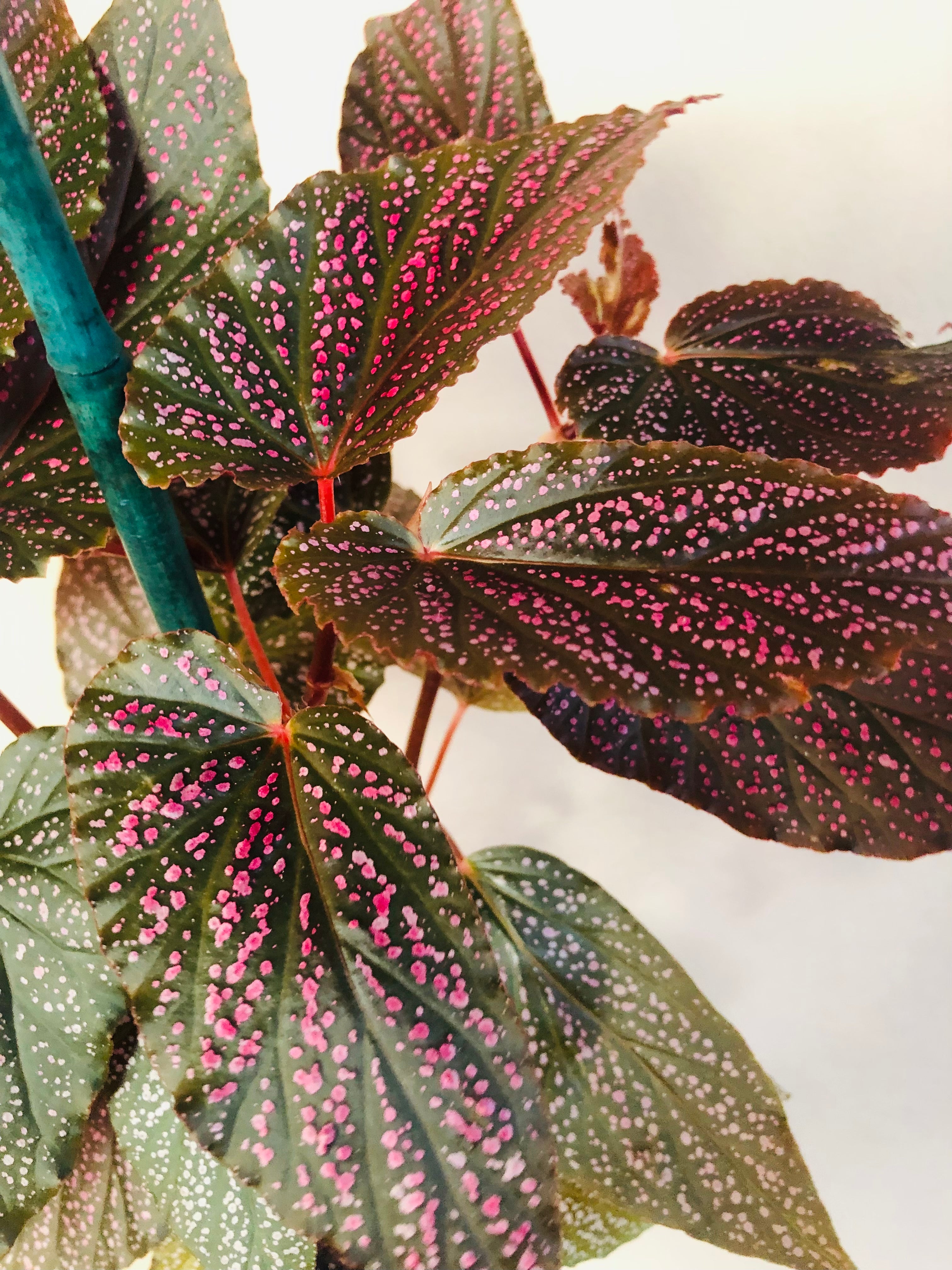 Begonia 'Benigo Pink'