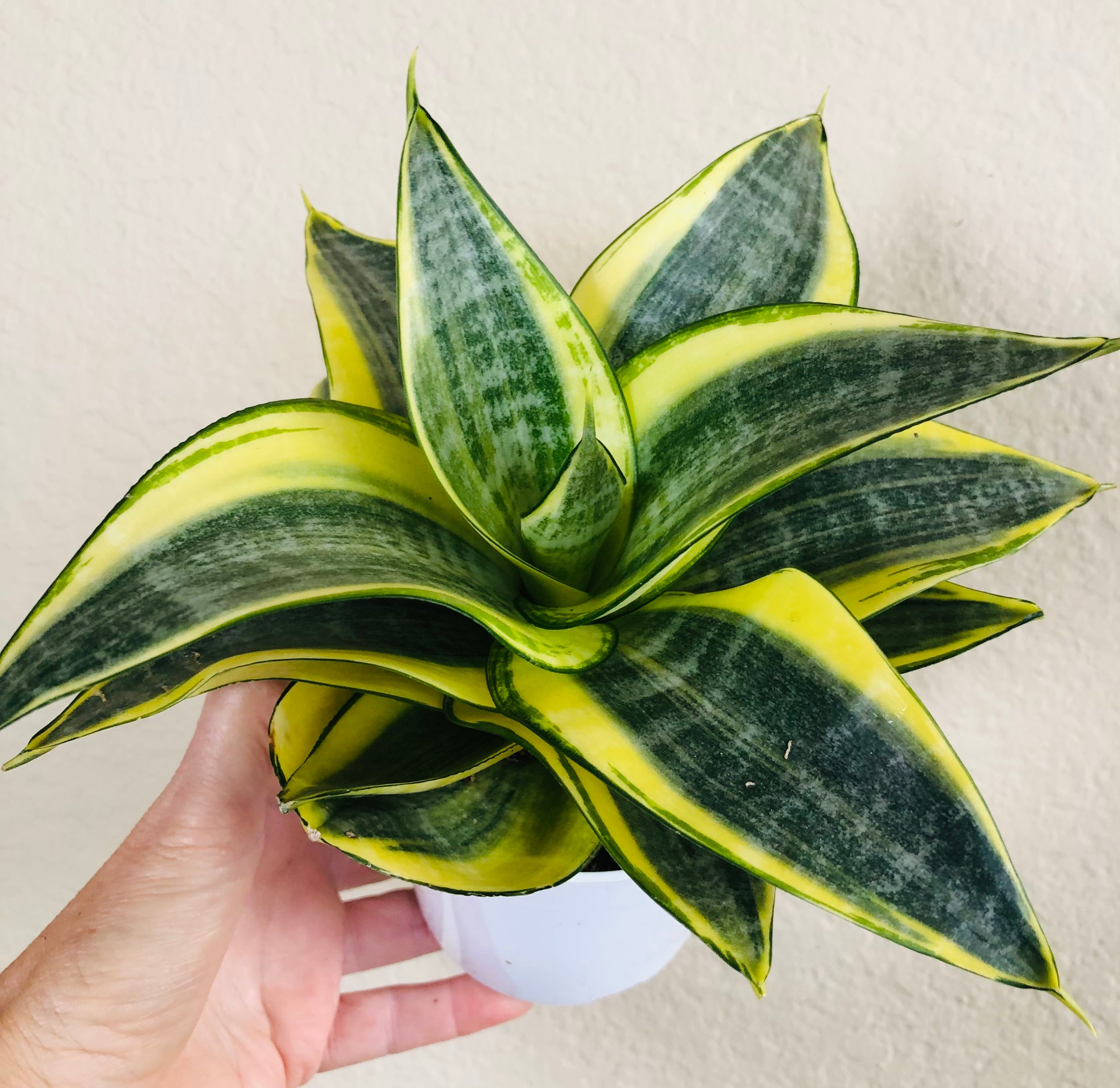 Sansevieria Hahnii ‘Gold Star’