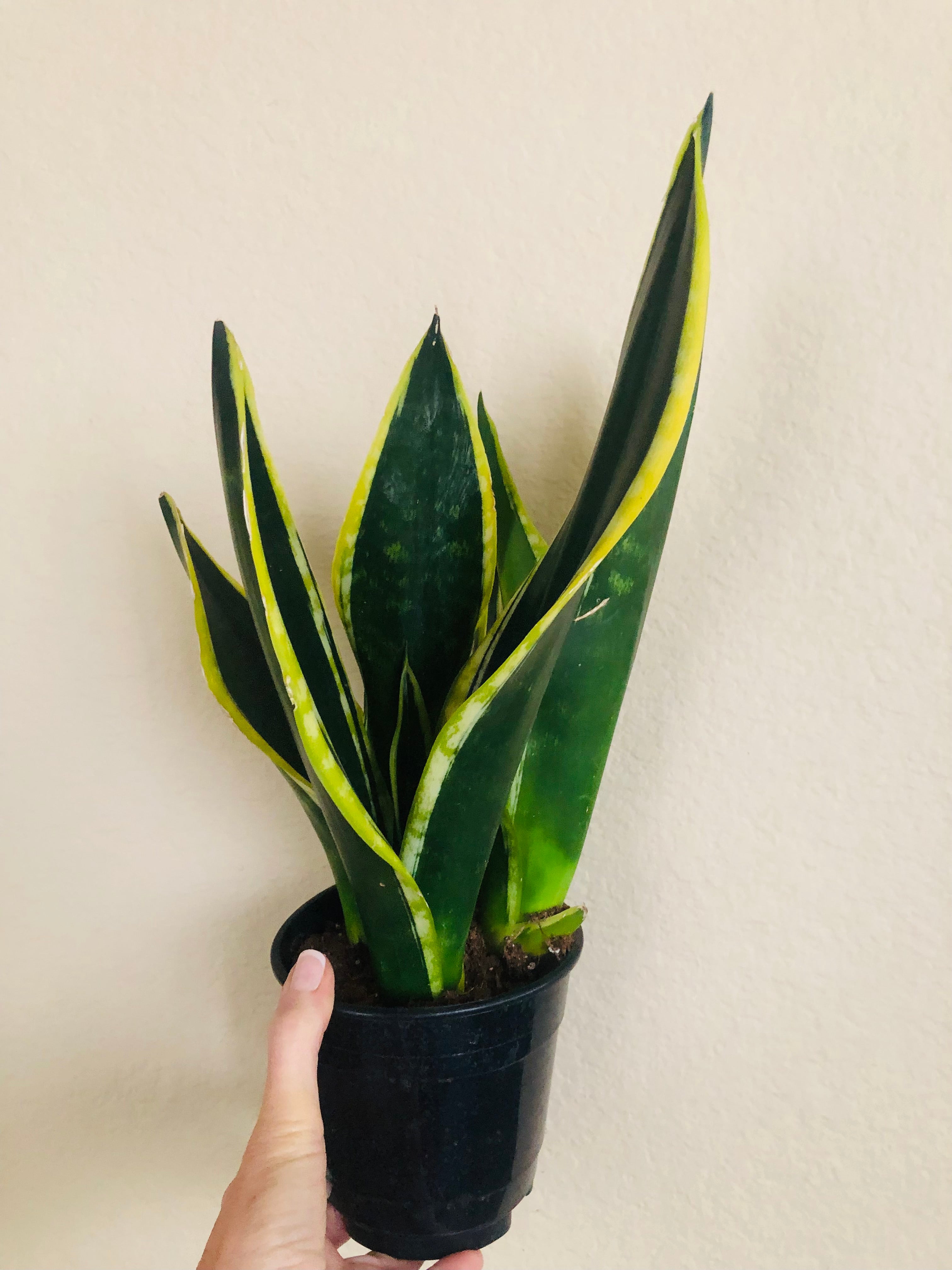 Sansevieria 'Flame'