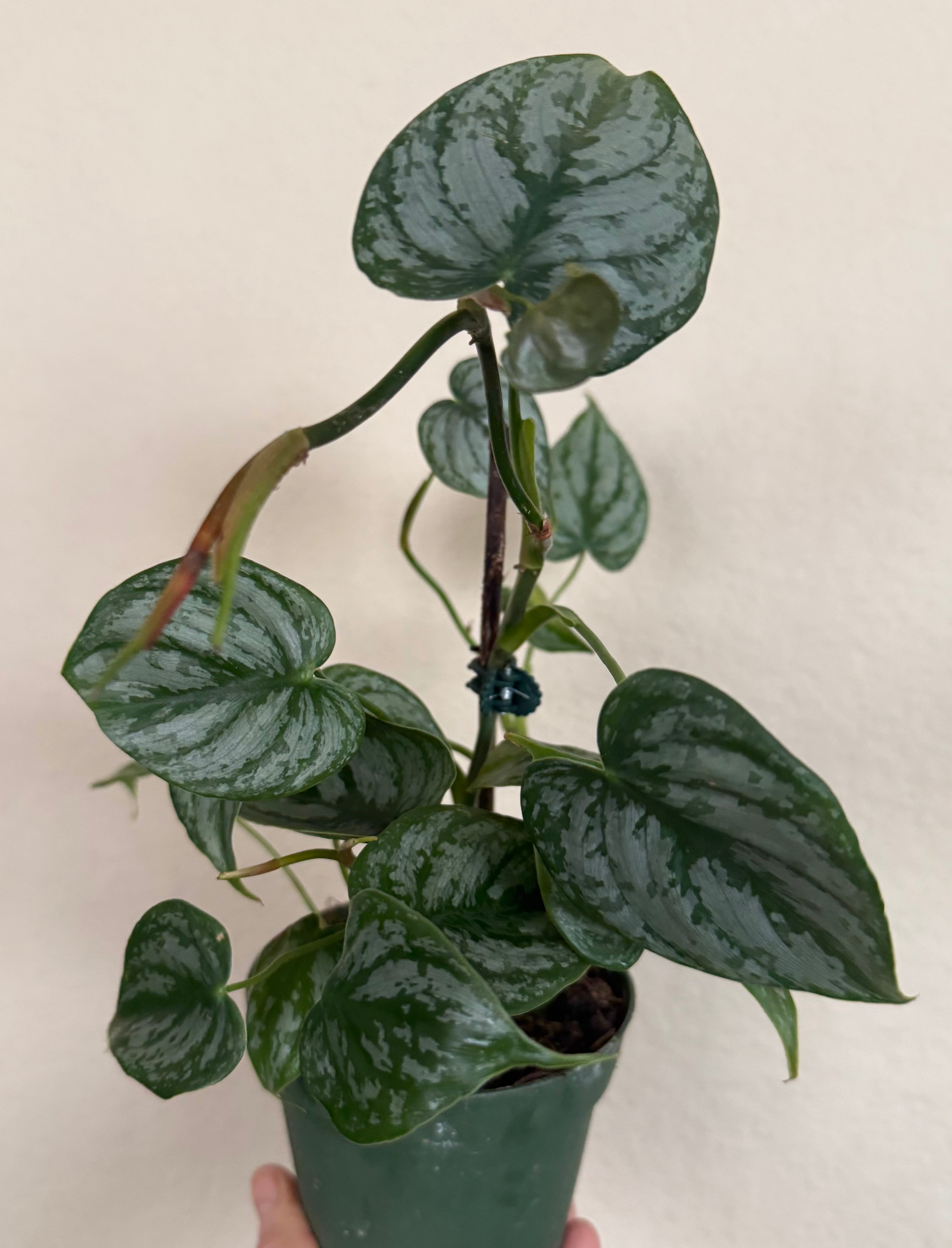 Philodendron Brandtianum