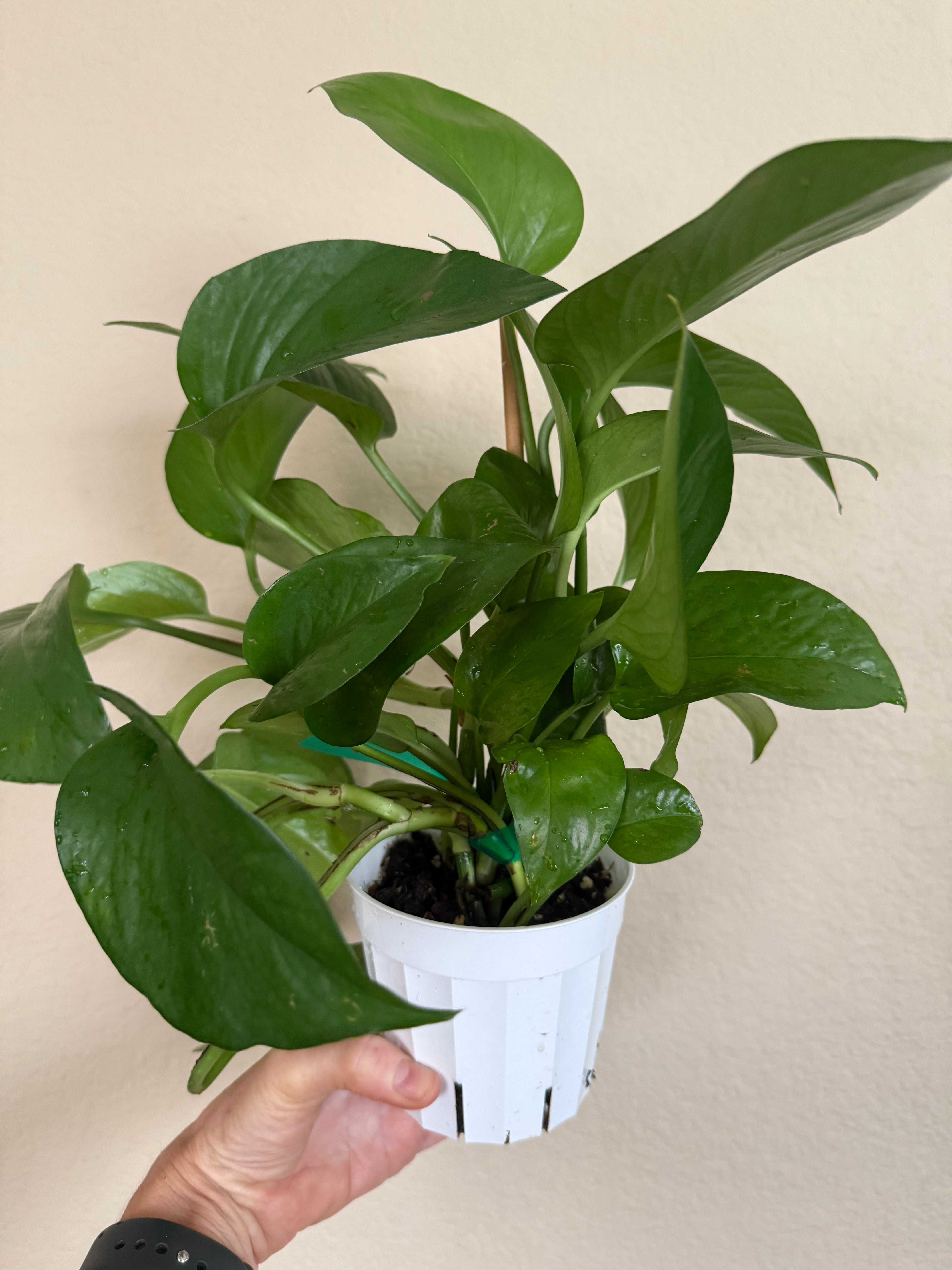 Pothos 'Jade'