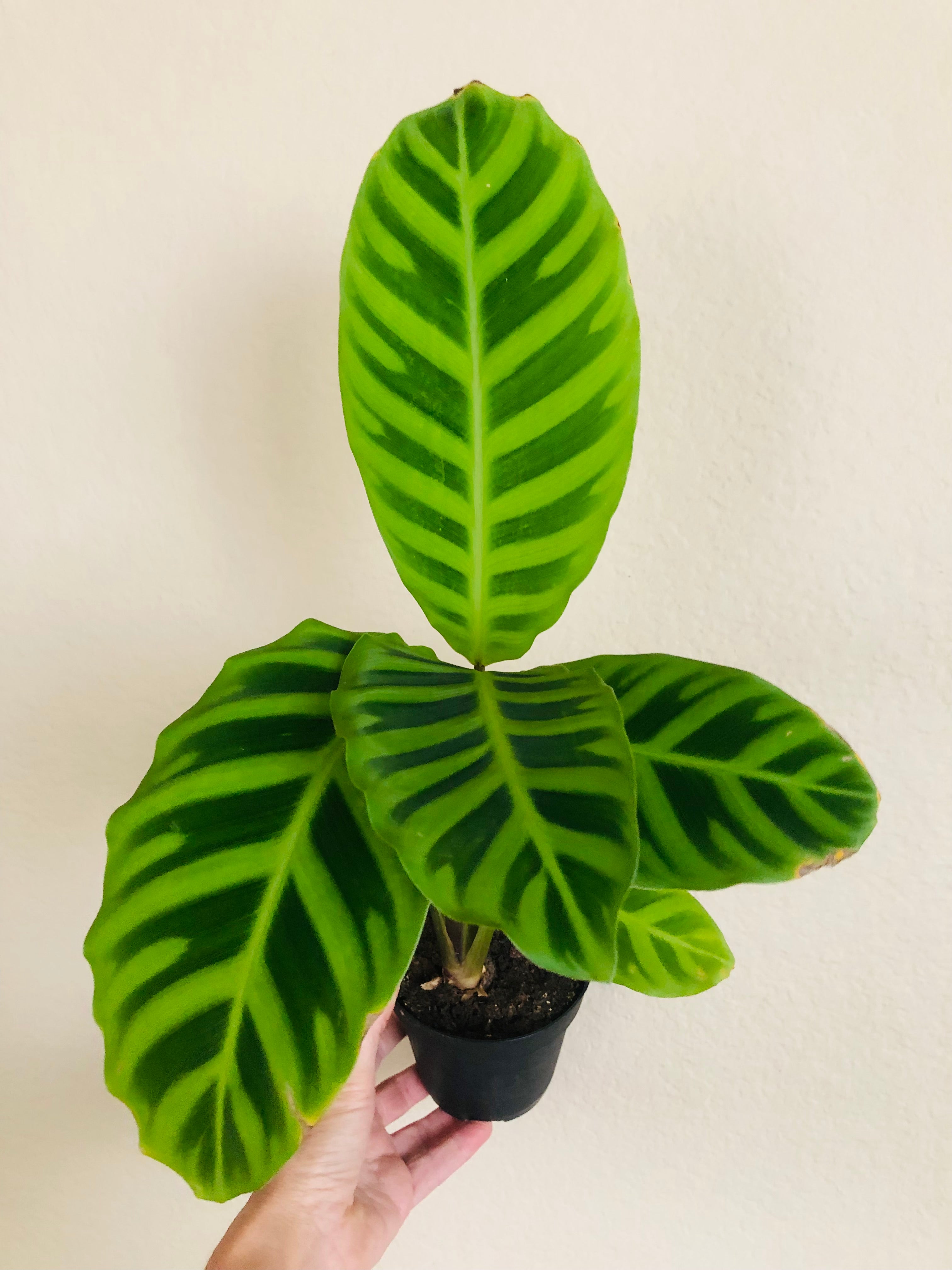 Calathea 'Zebrina'