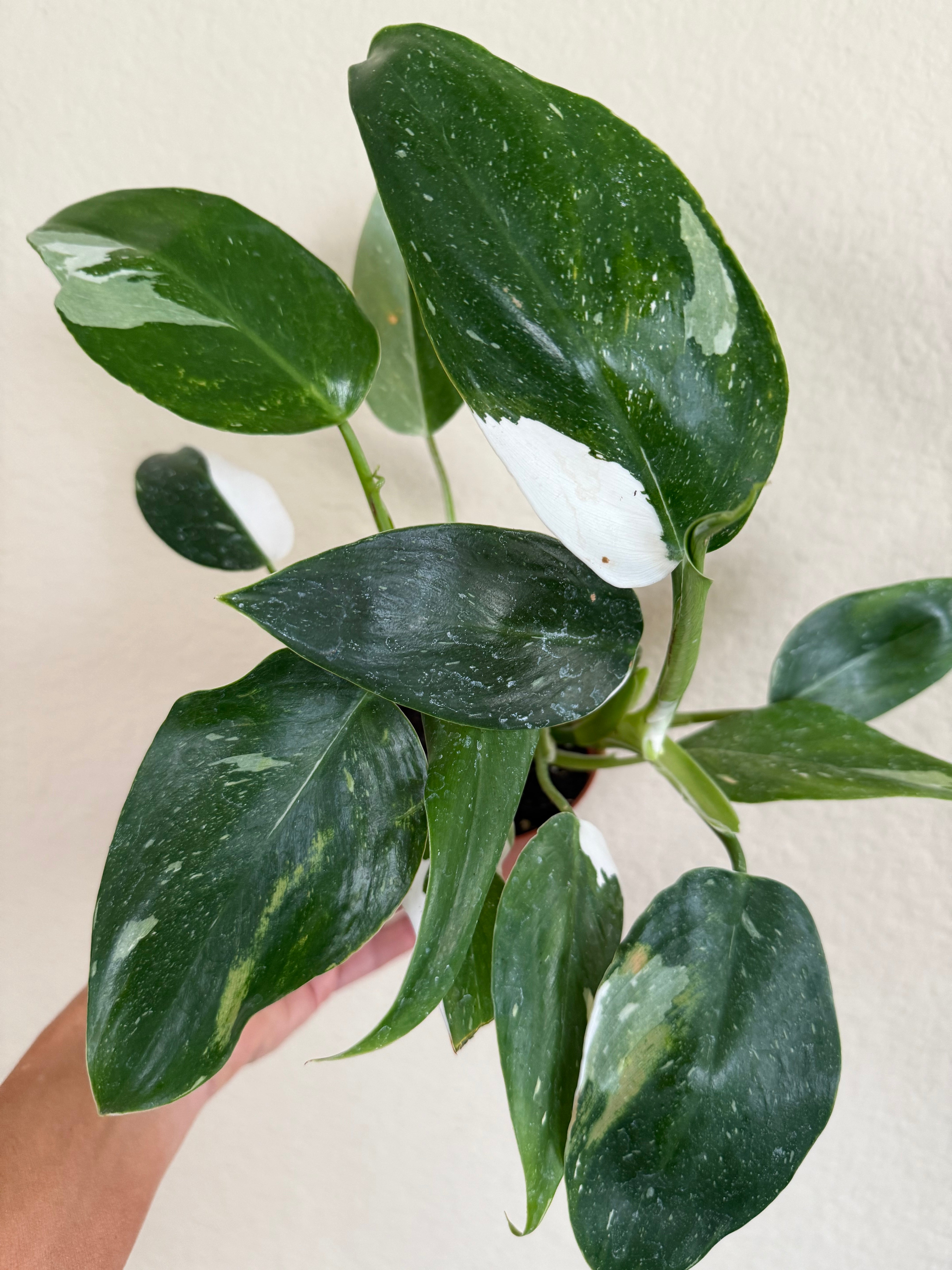 Philodendron 'White Wizard'