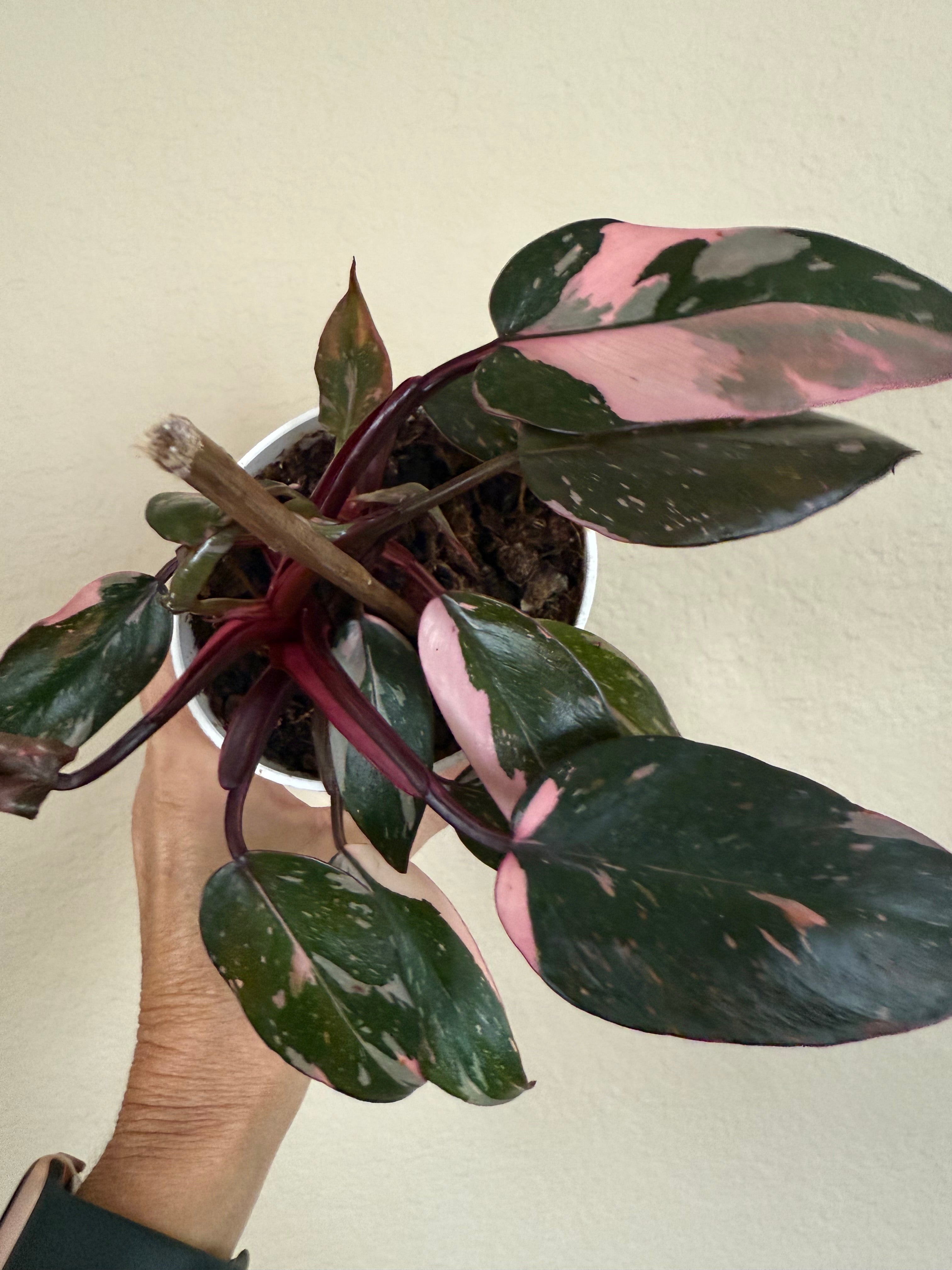 Philodendron 'Pink Princess'