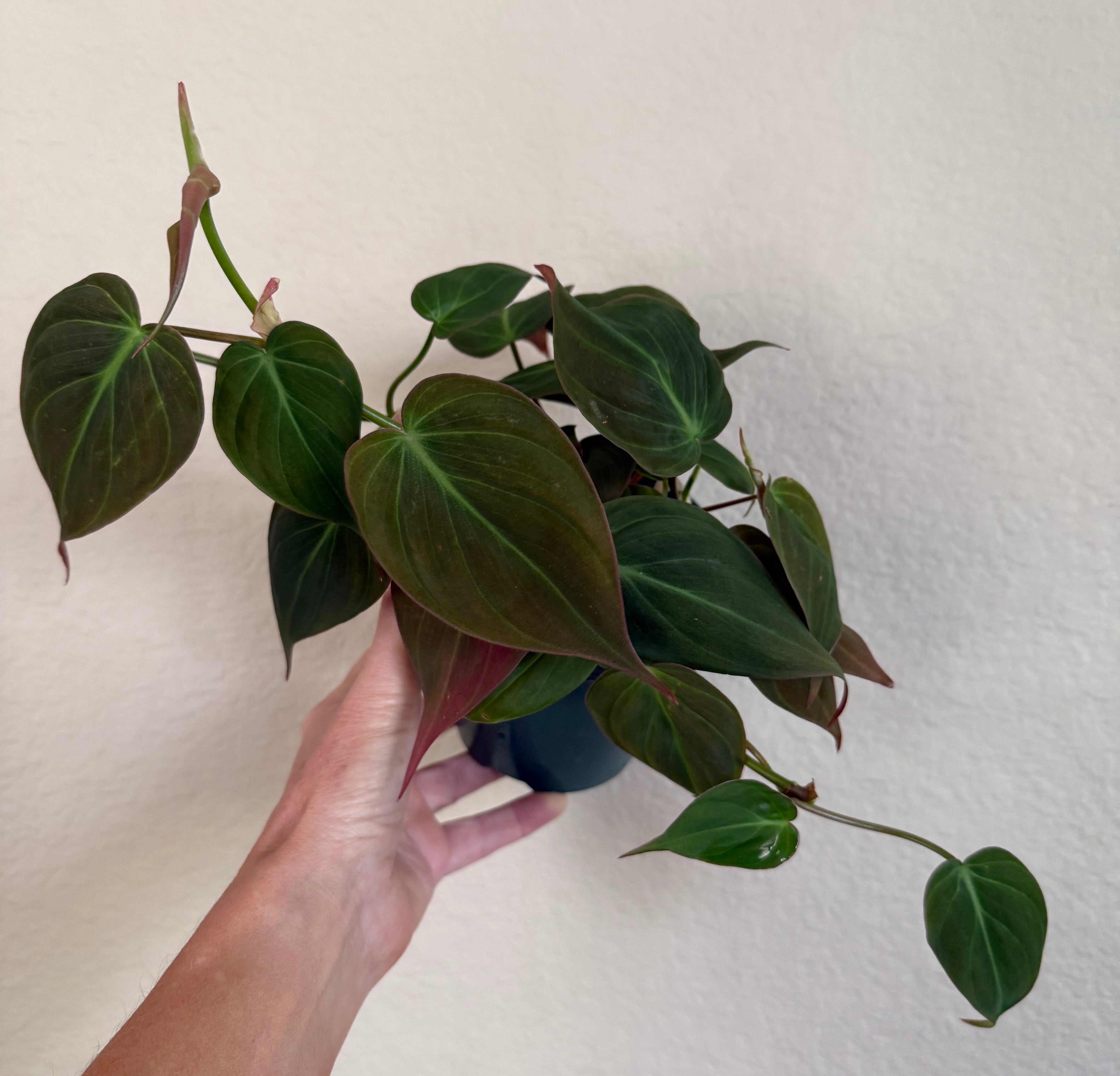 Philodendron 'Micans'