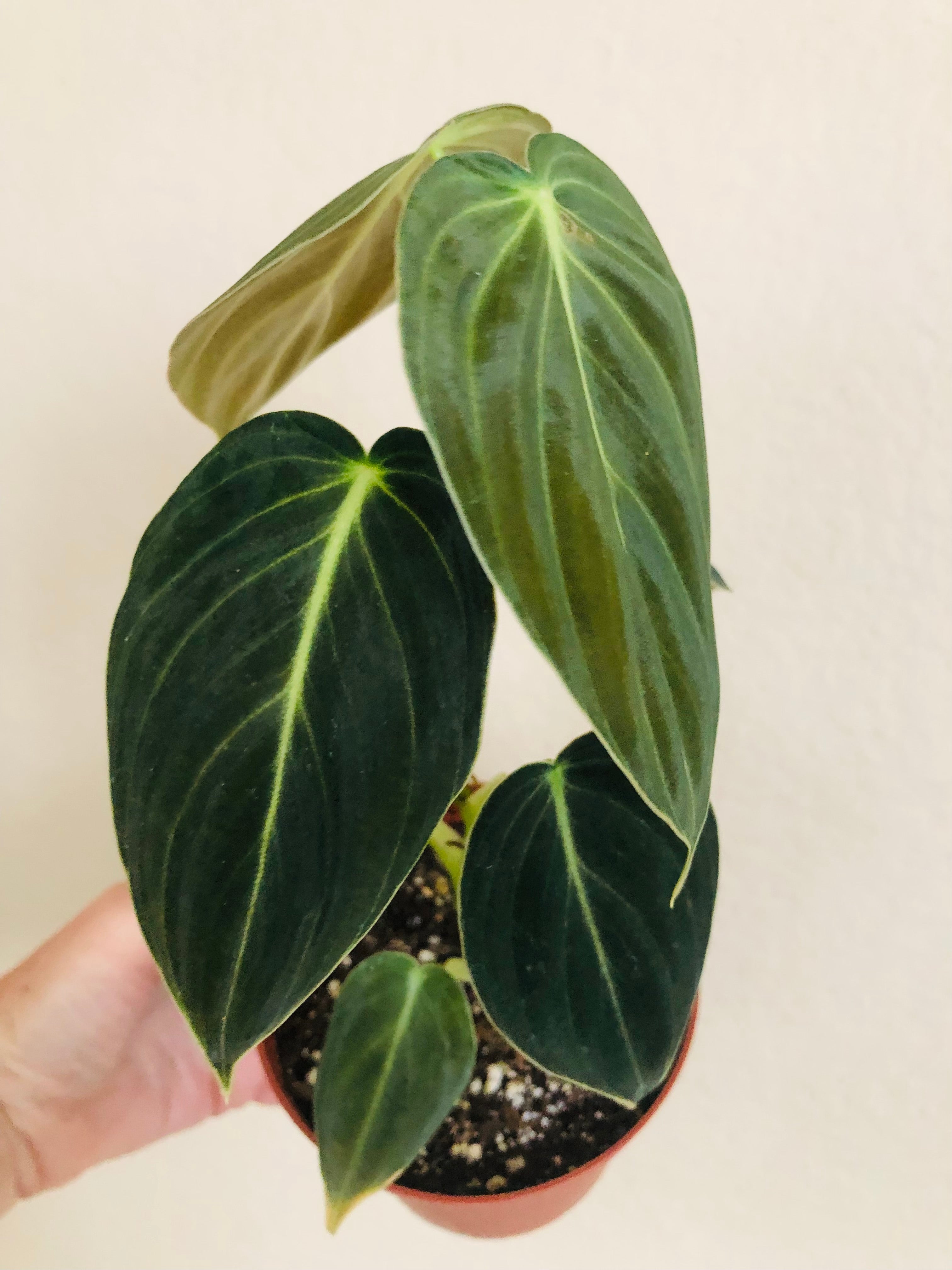 Philodendron Melanochrysum