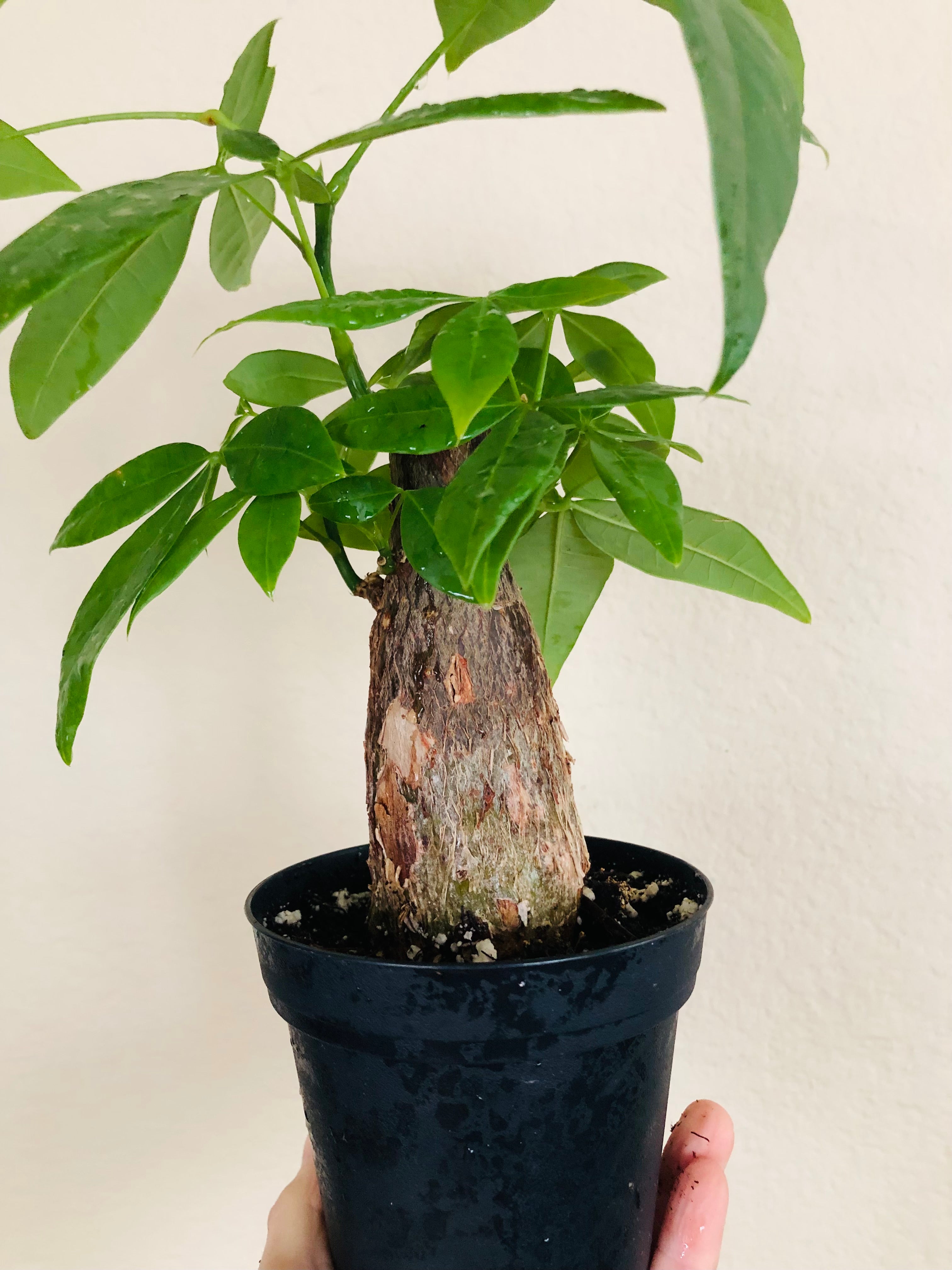 Pachira Stump 'Money Tree'