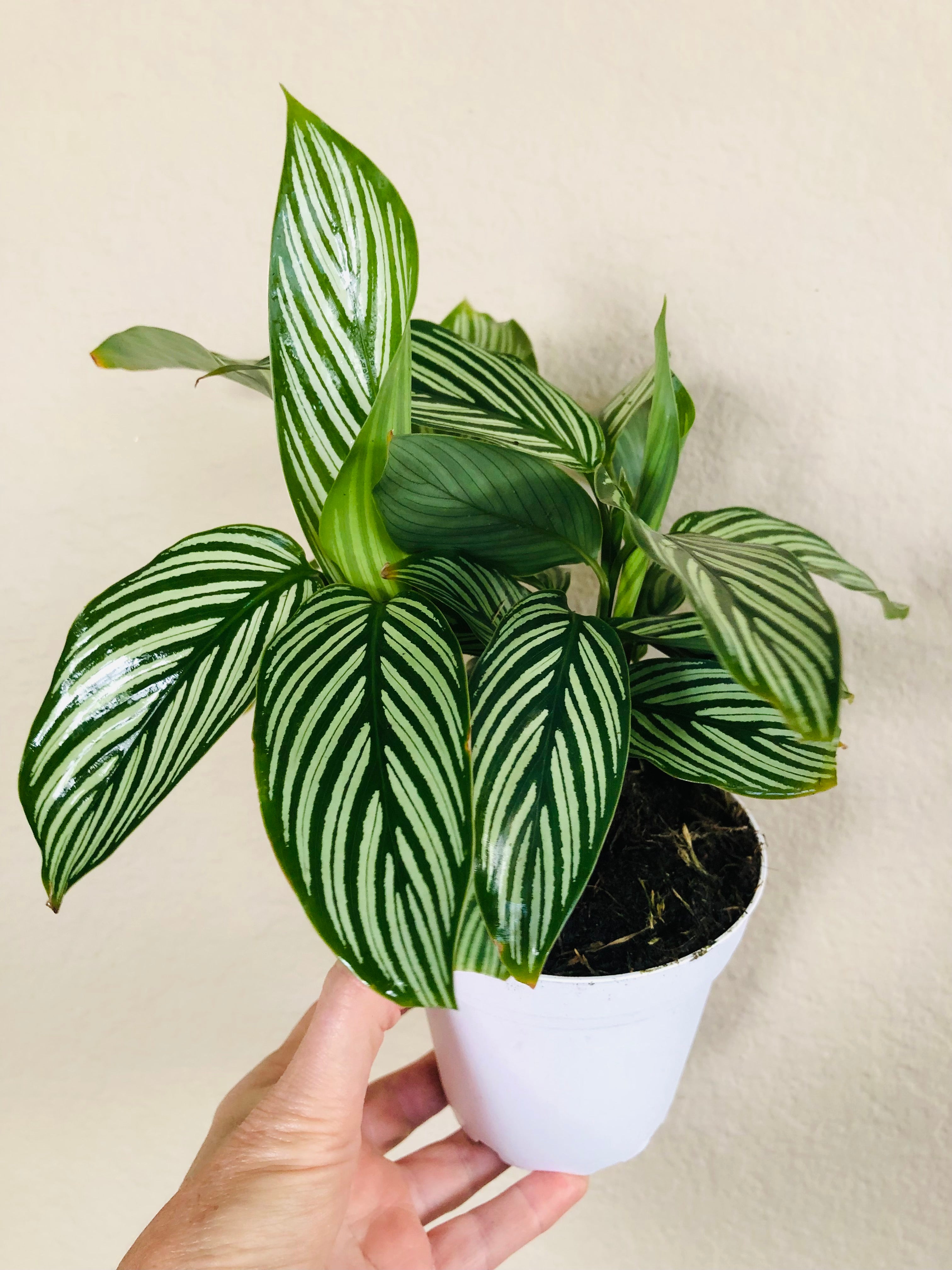 Calathea 'Vittata'