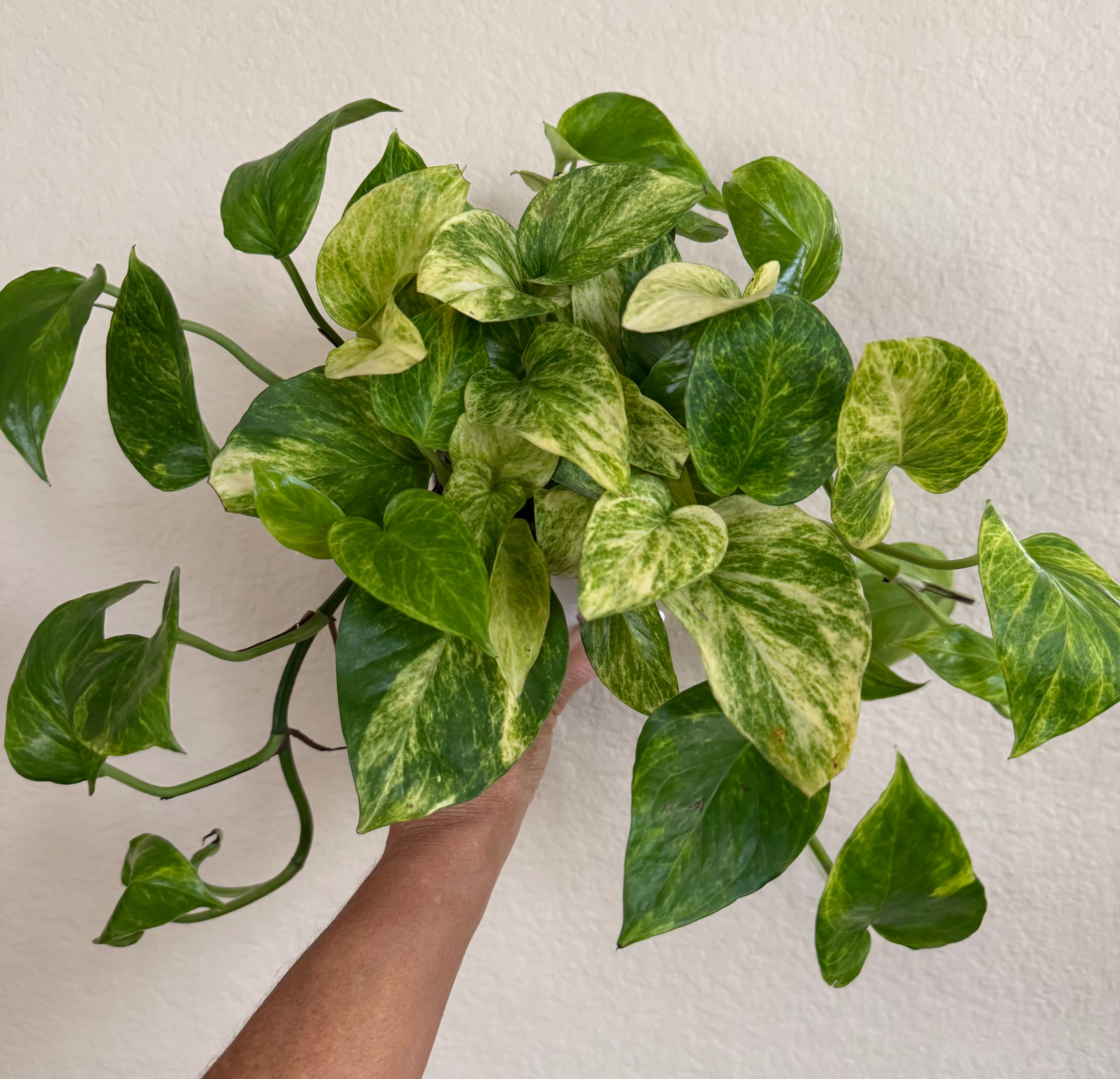 Neon Queen Pothos
