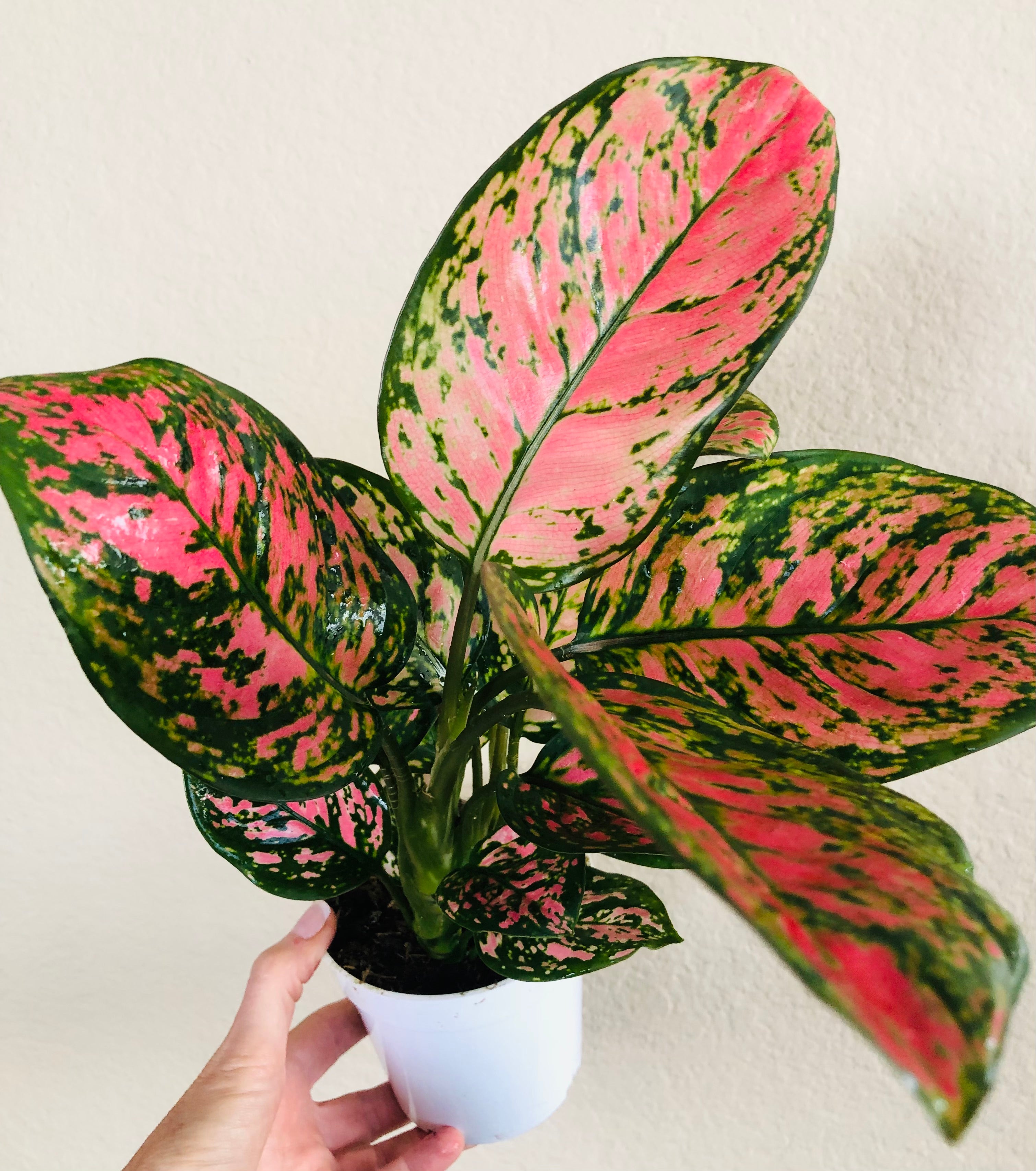 Aglaonema 'Lady Valentine'