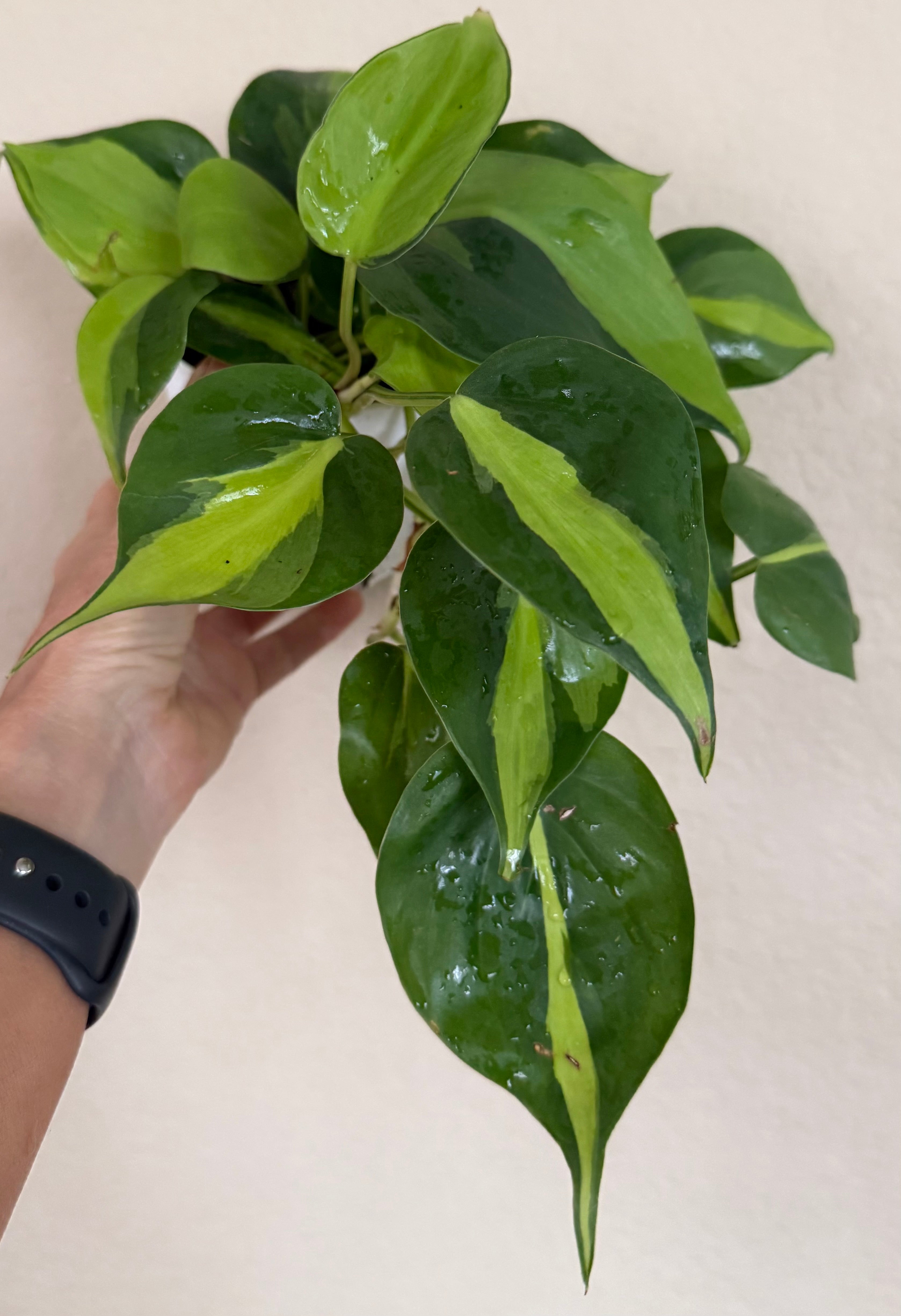 Philodendron 'Brasil'