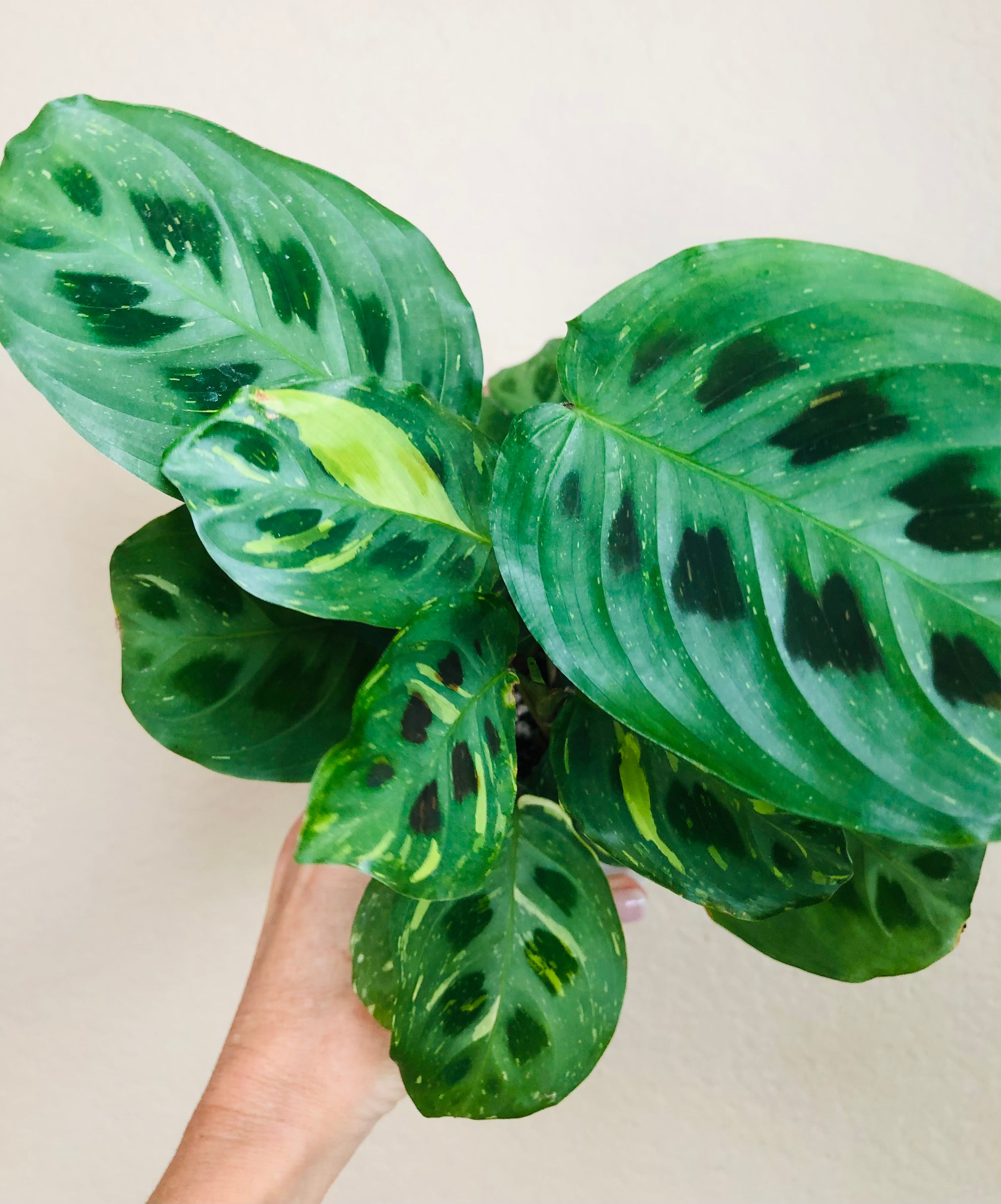 Maranta Leuconeura Kerchoveana | Rabbits Foot | Variegated