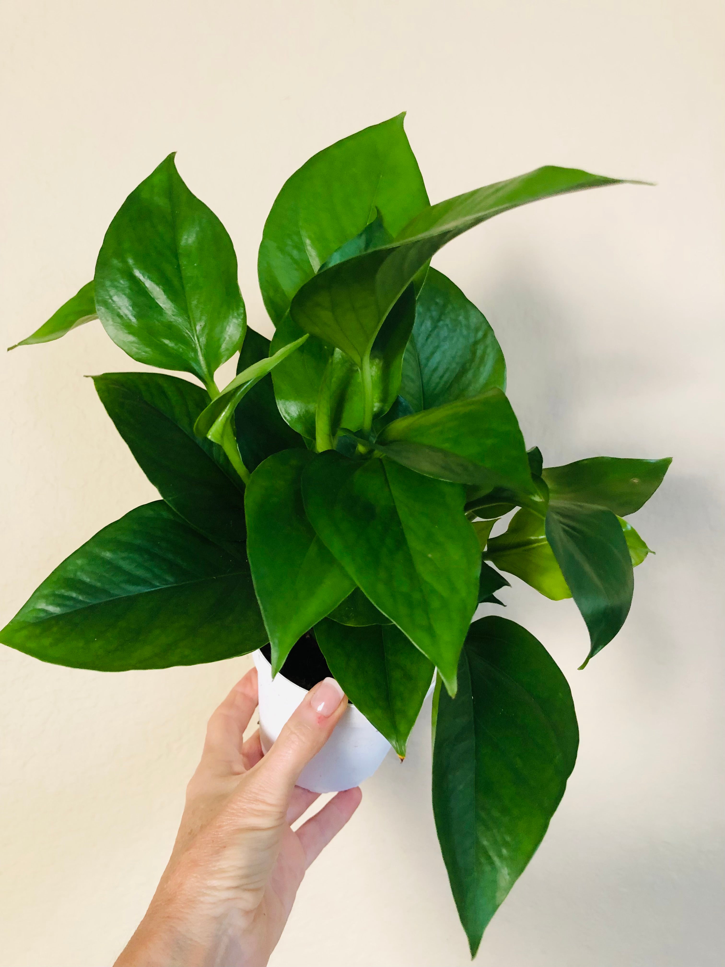 Pothos 'Jade'