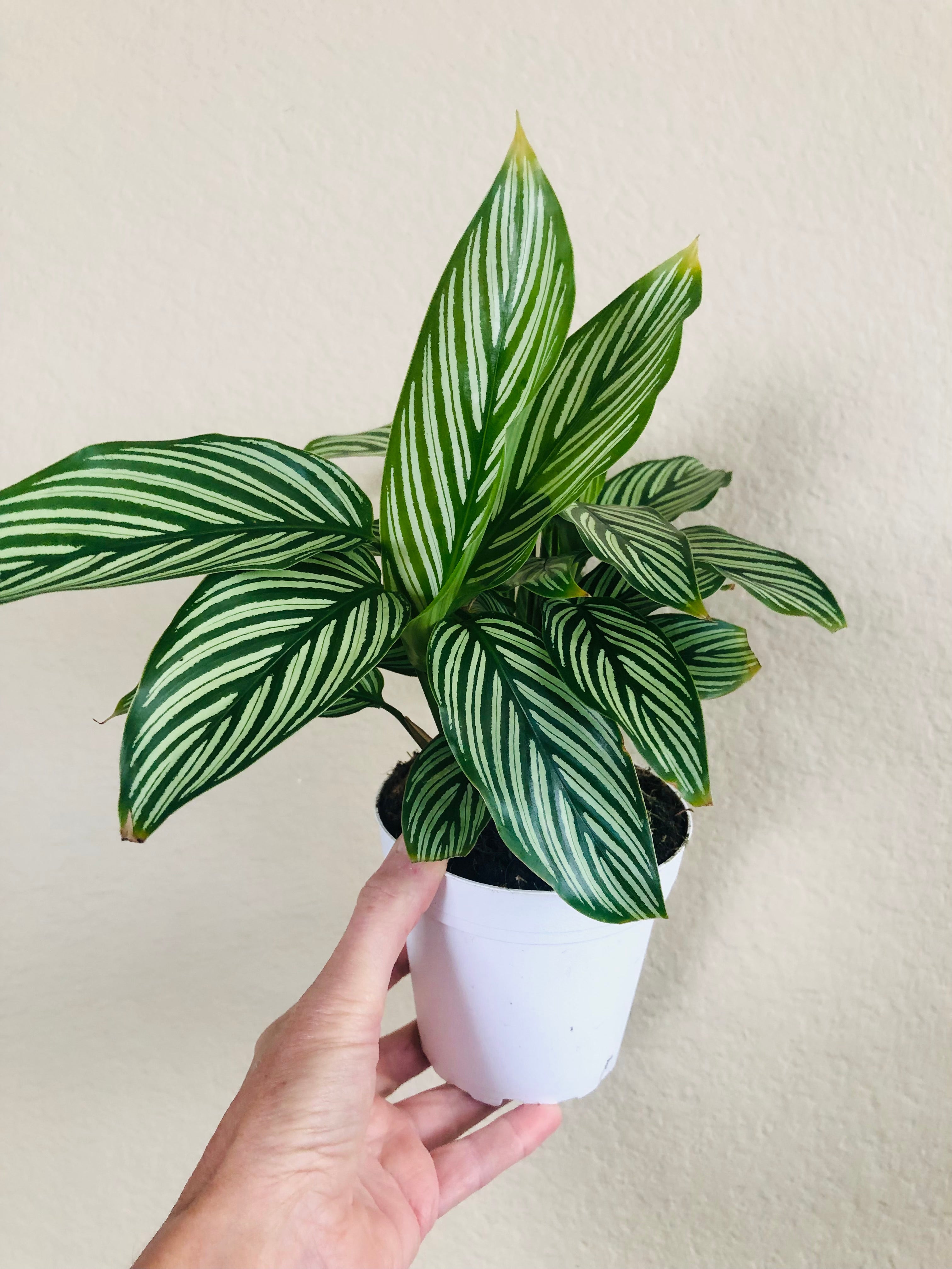 Calathea 'Vittata'