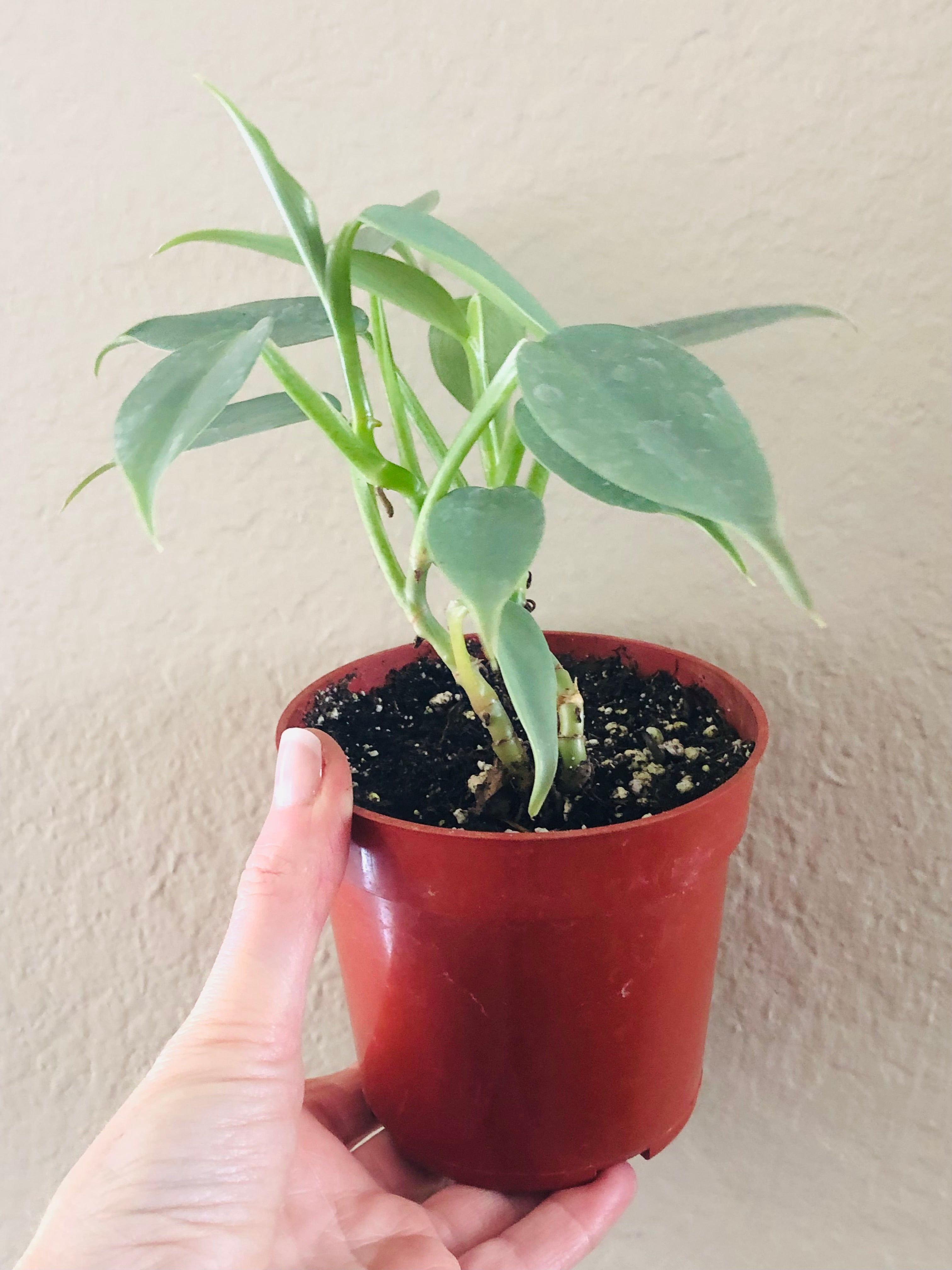 Philodendron 'Silver Sword'