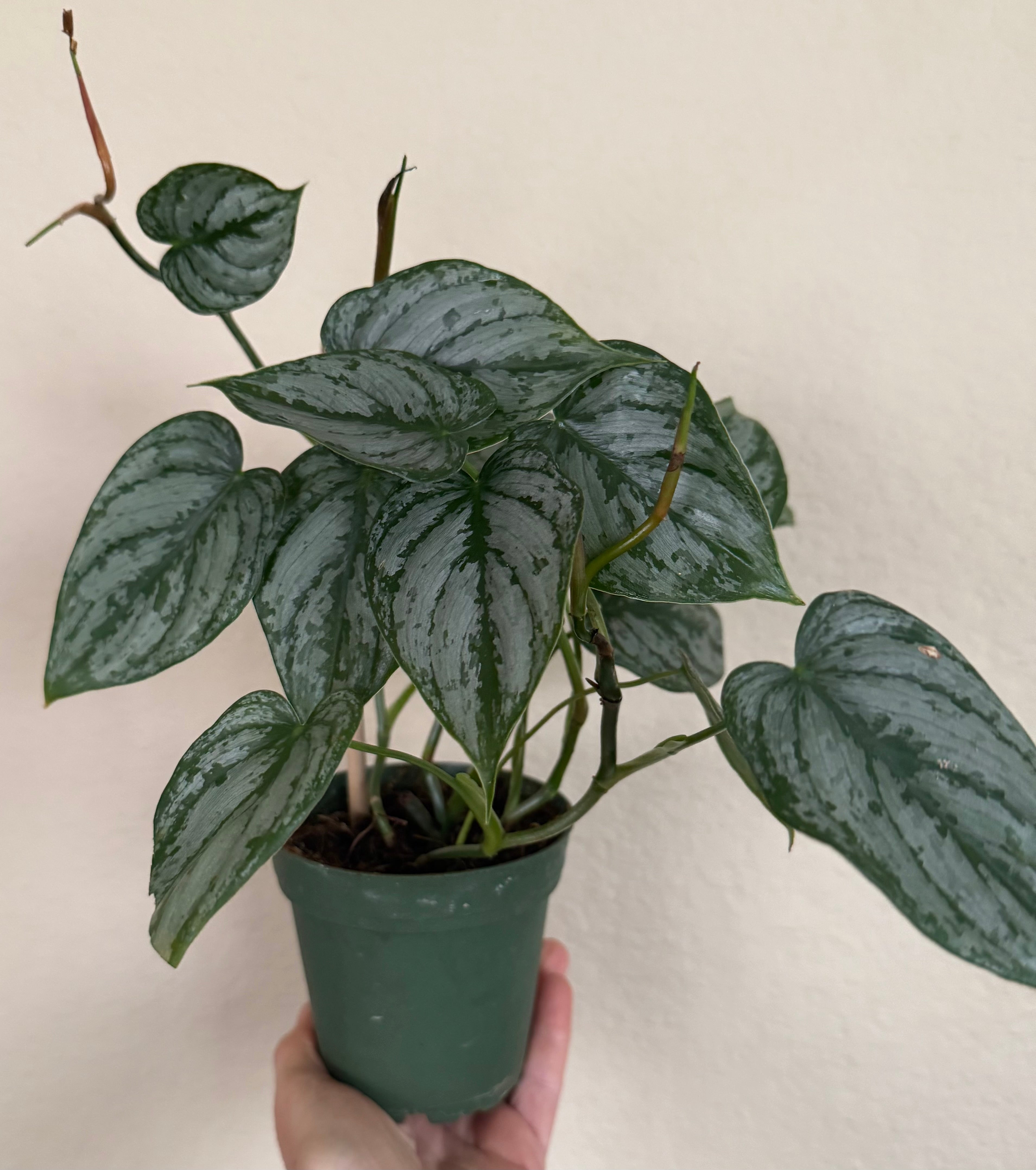 Philodendron Brandtianum