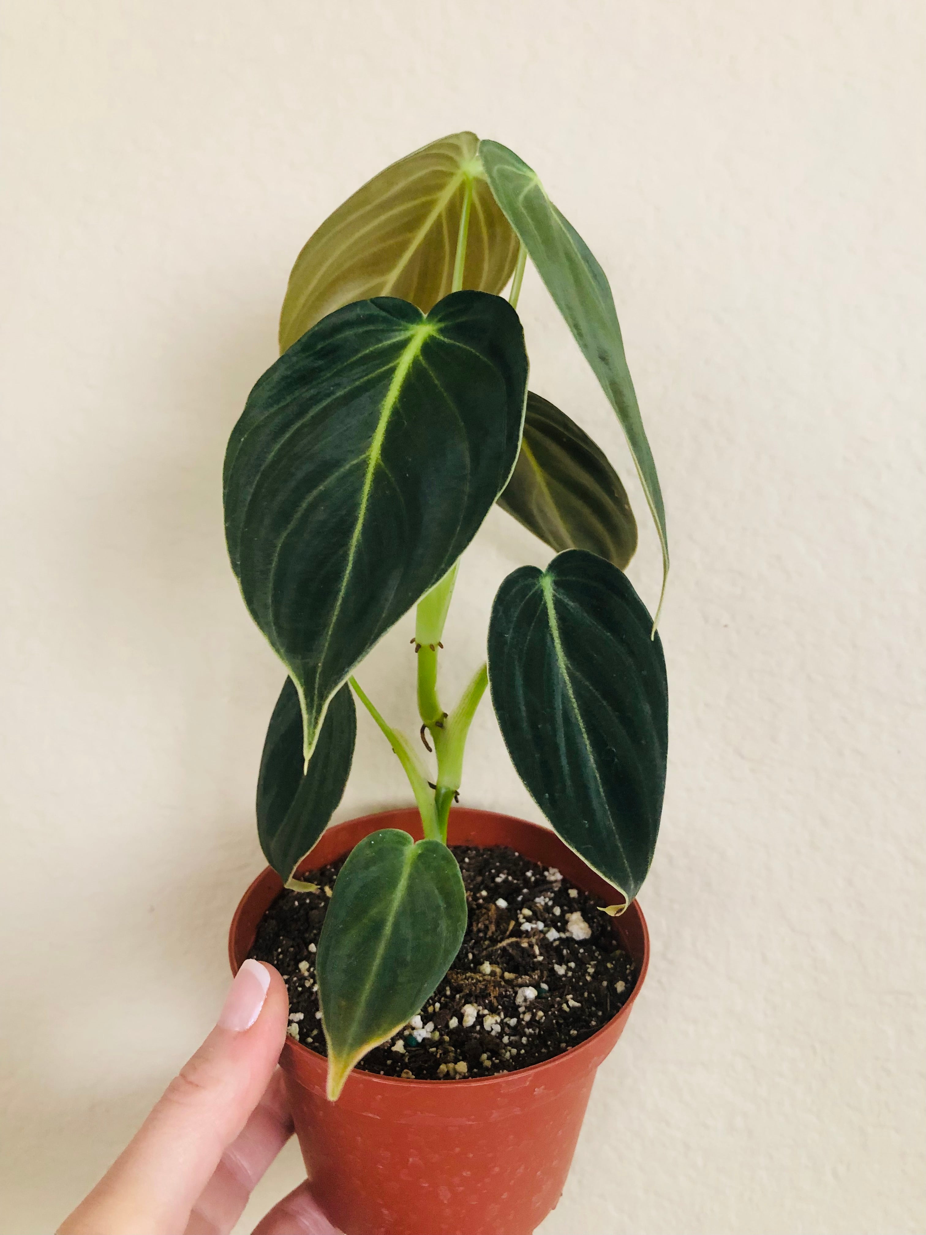 Philodendron Melanochrysum