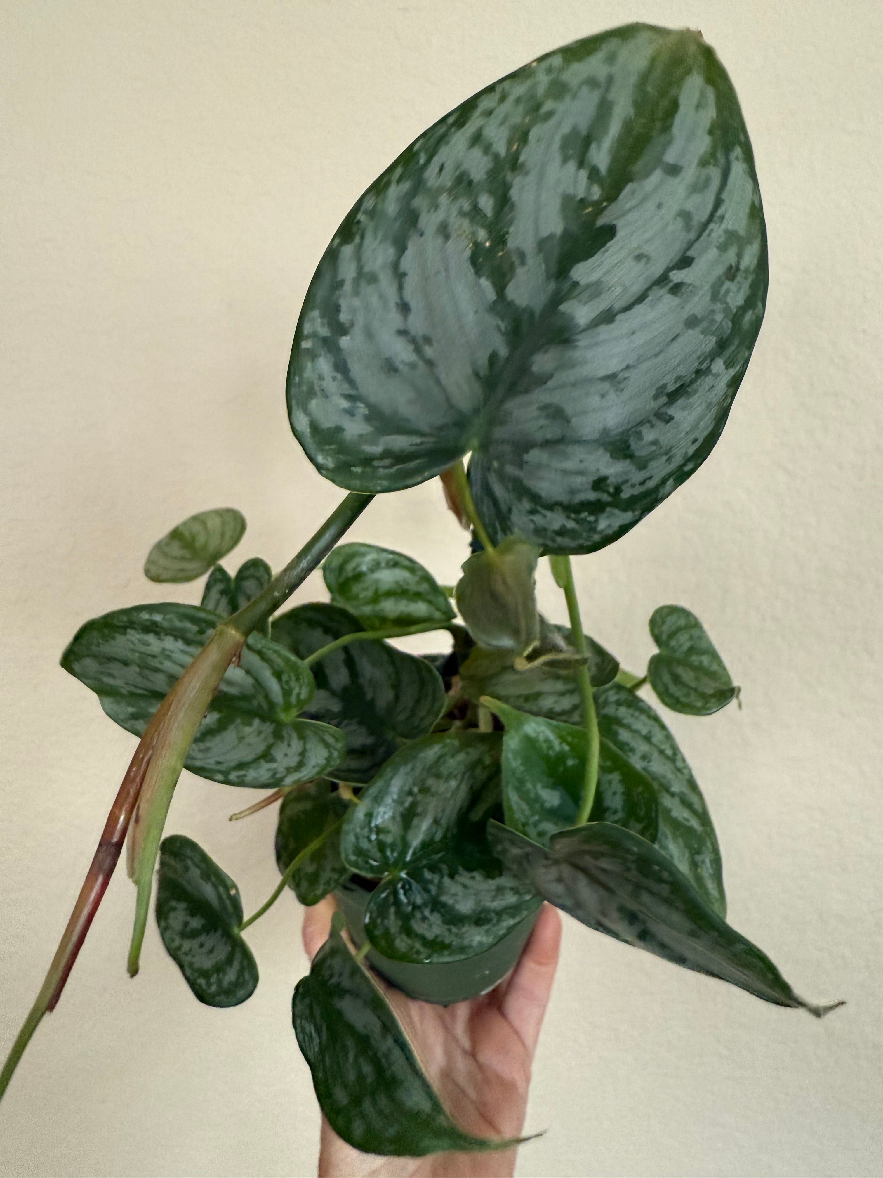 Philodendron Brandtianum
