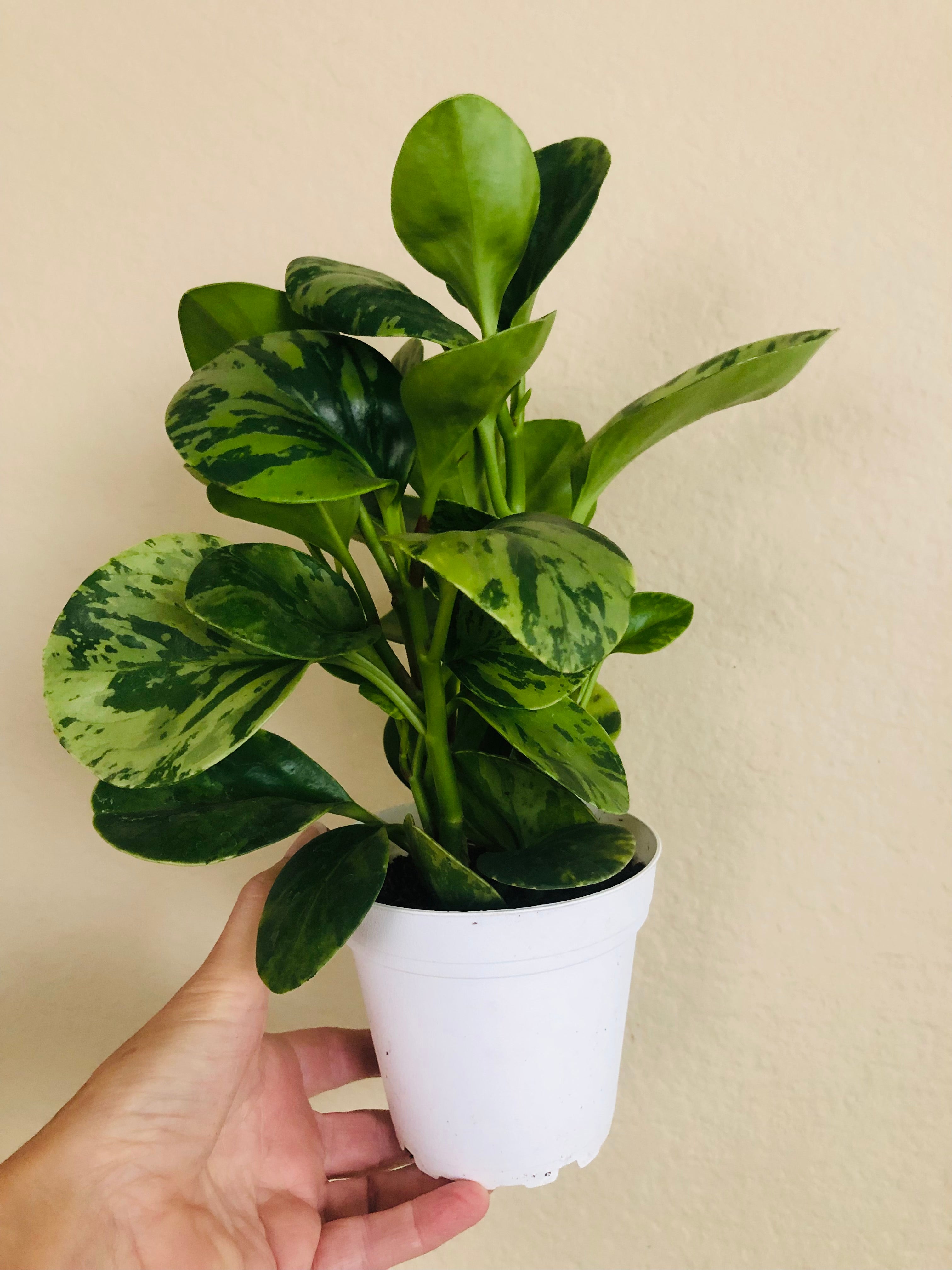 Peperomia Obtusifolia 'Marble'