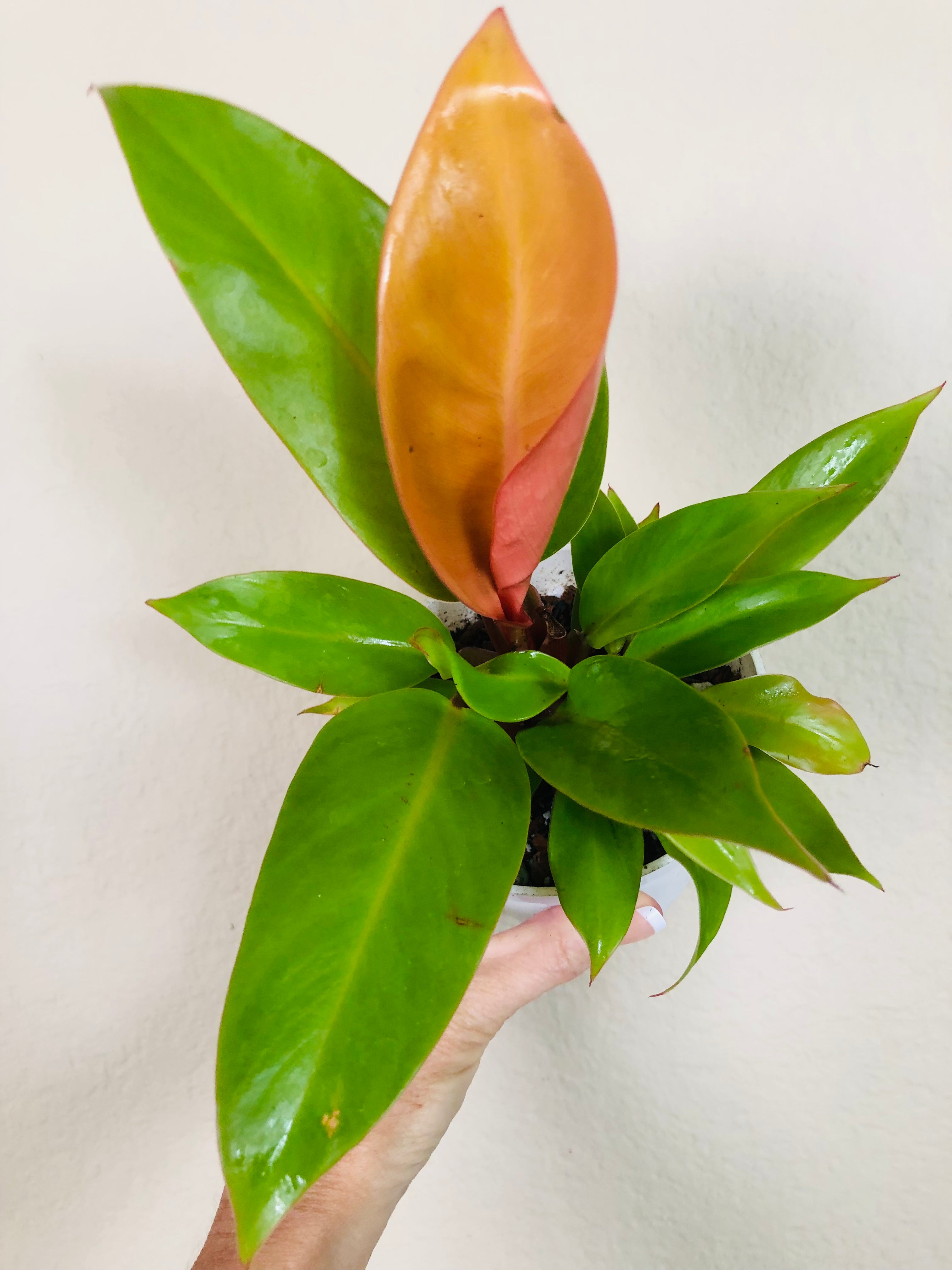 Philodendron 'Prince of Orange'