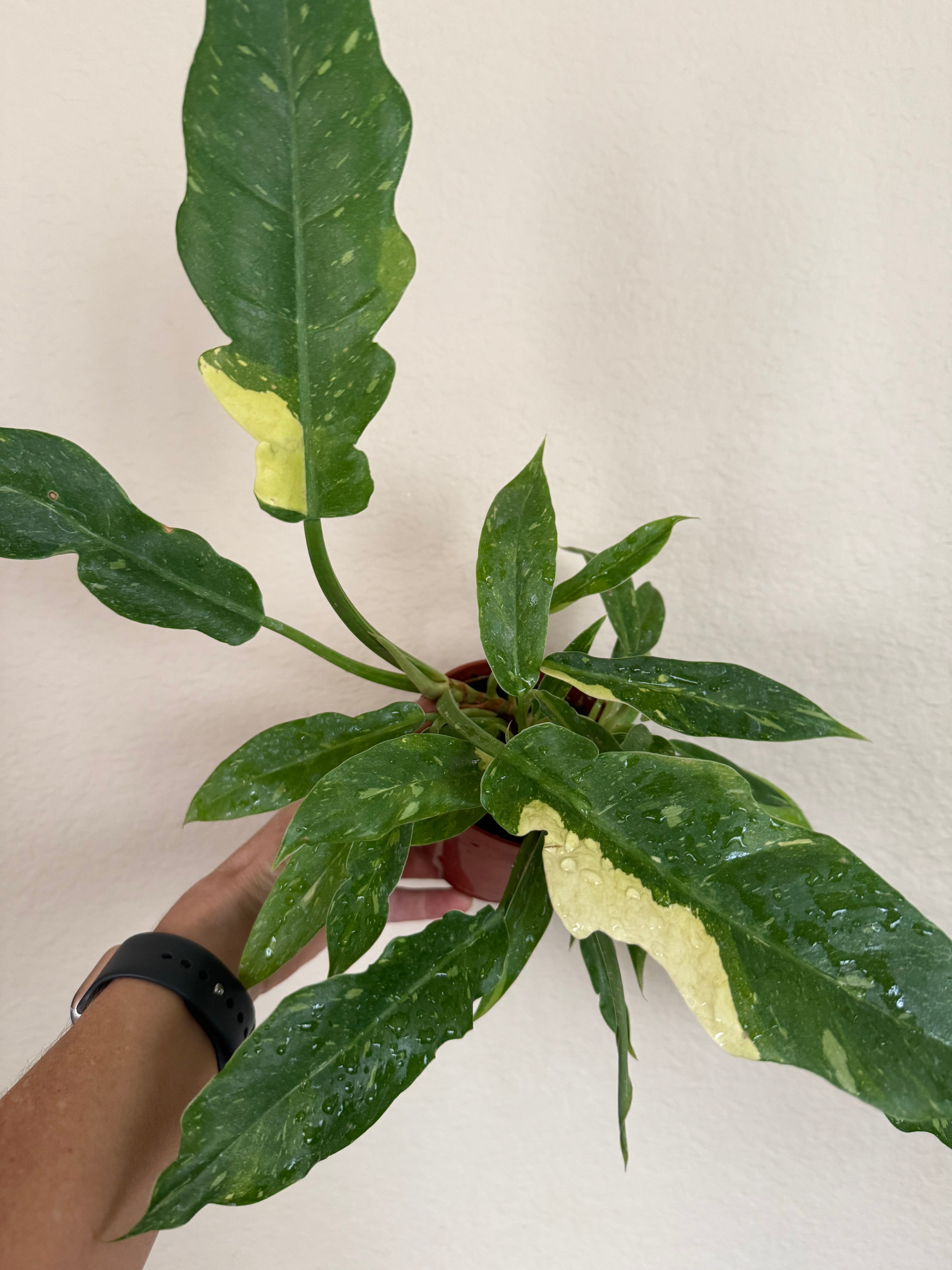 Philodendron 'Ring of Fire'