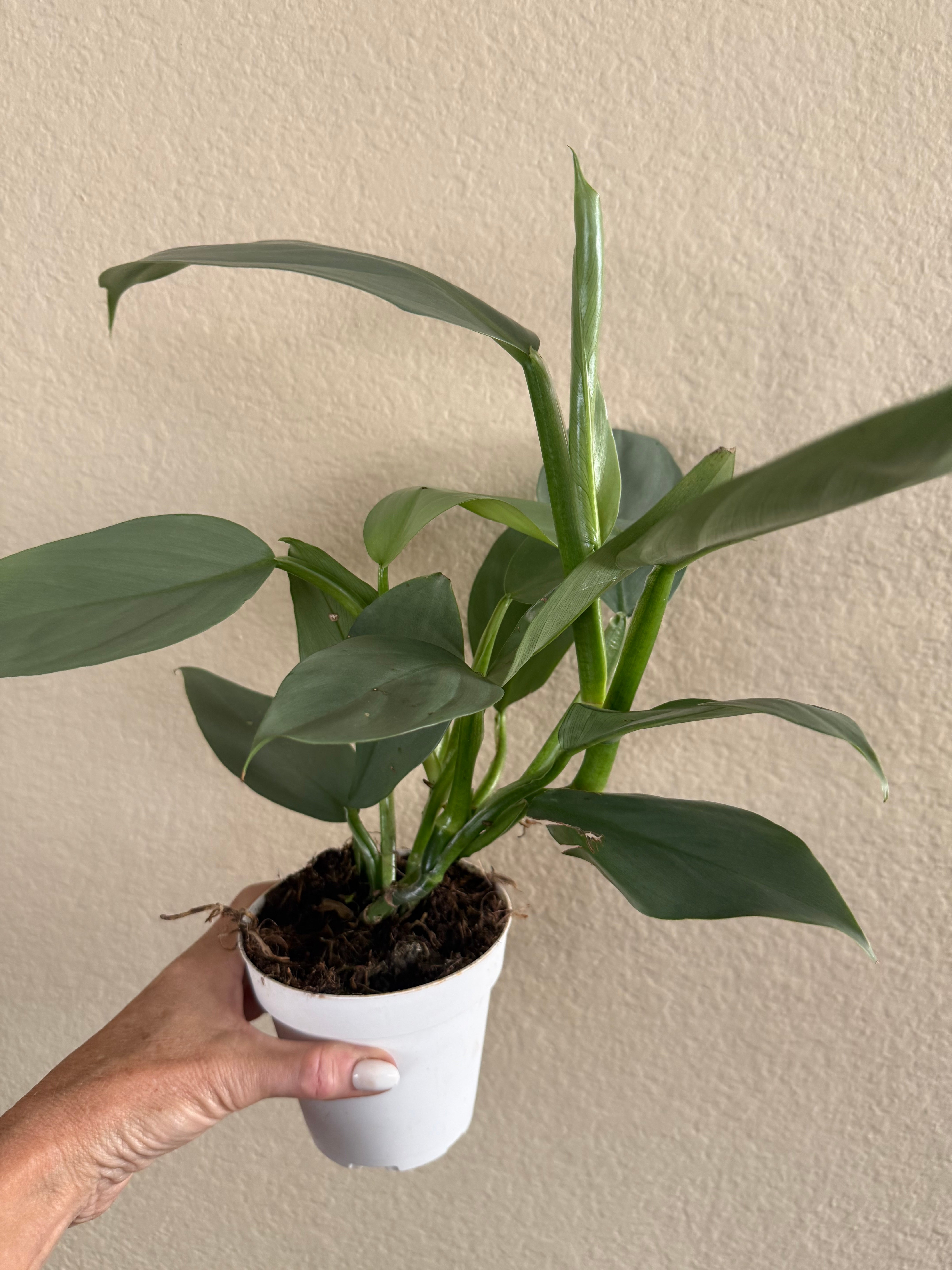 Philodendron 'Silver Sword'