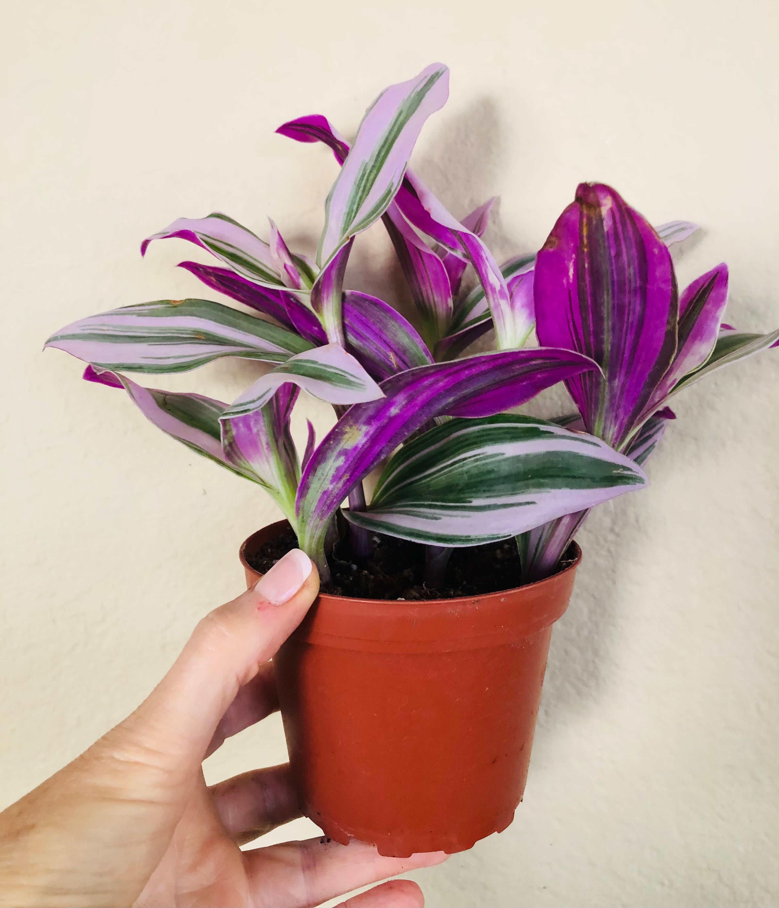 Tradescantia Nanouk