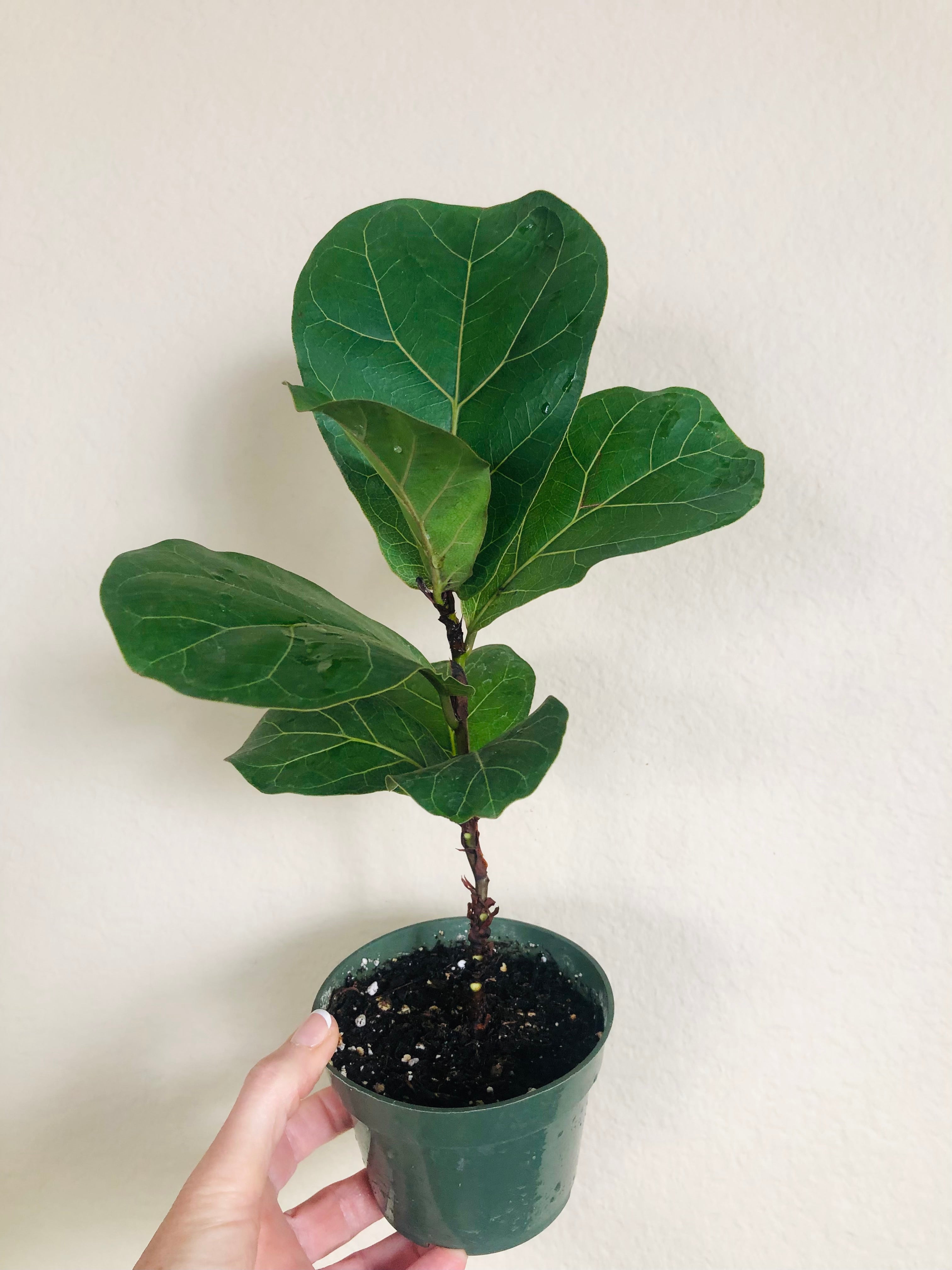 Ficus Lyrata 'Bambino'