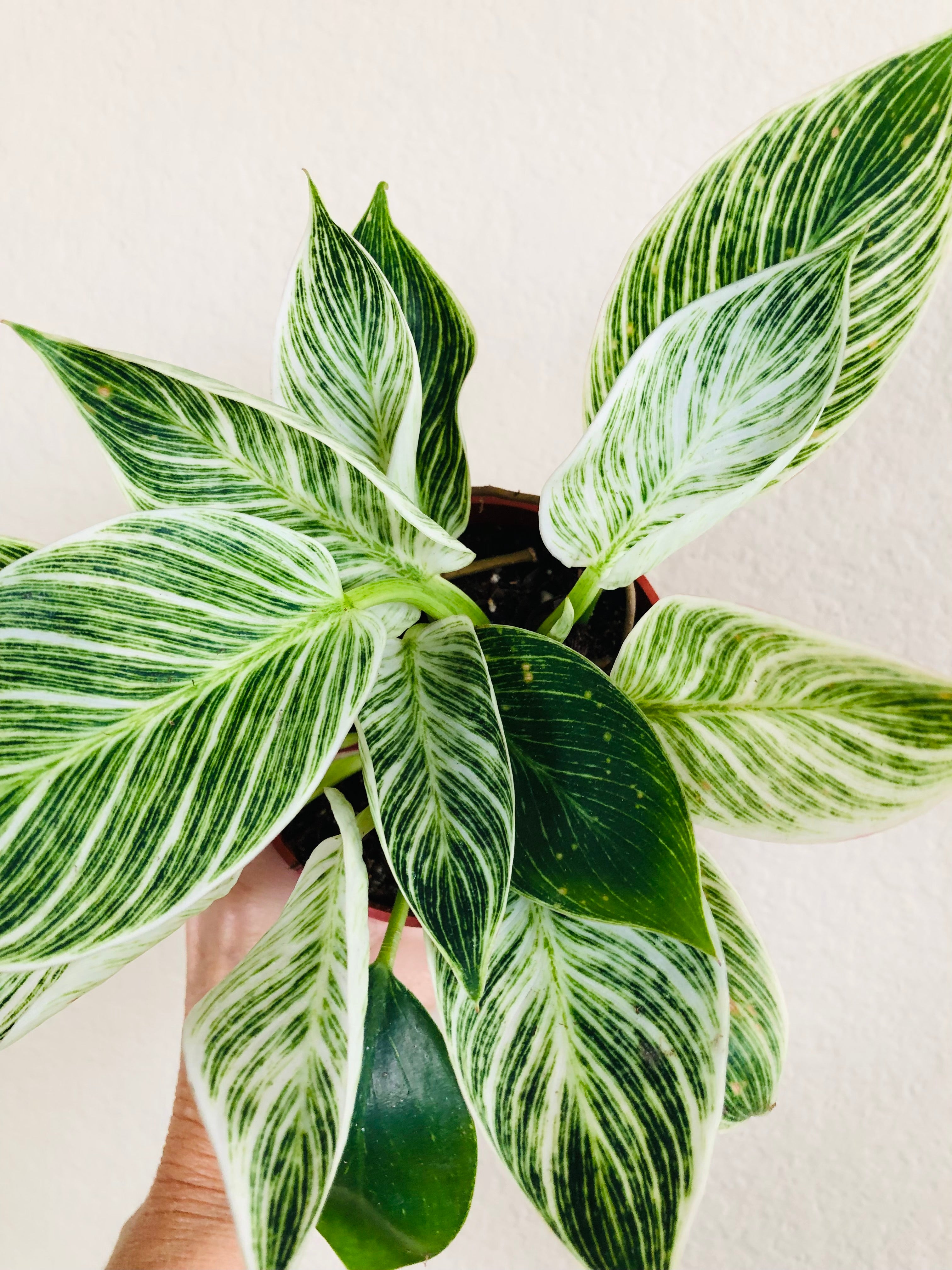 Philodendron 'Birkin'