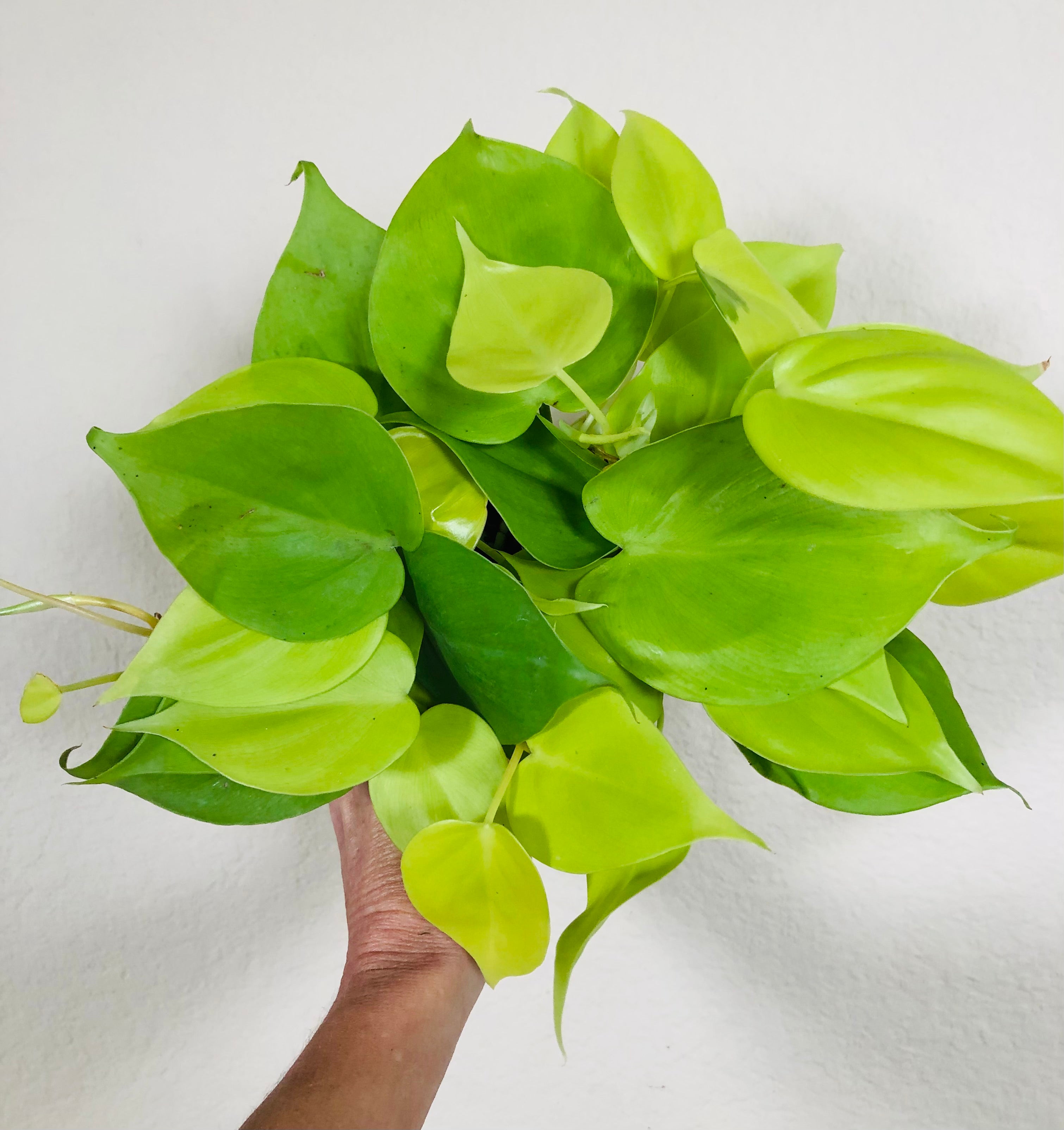 Philodendron Cordatum 'Neon'