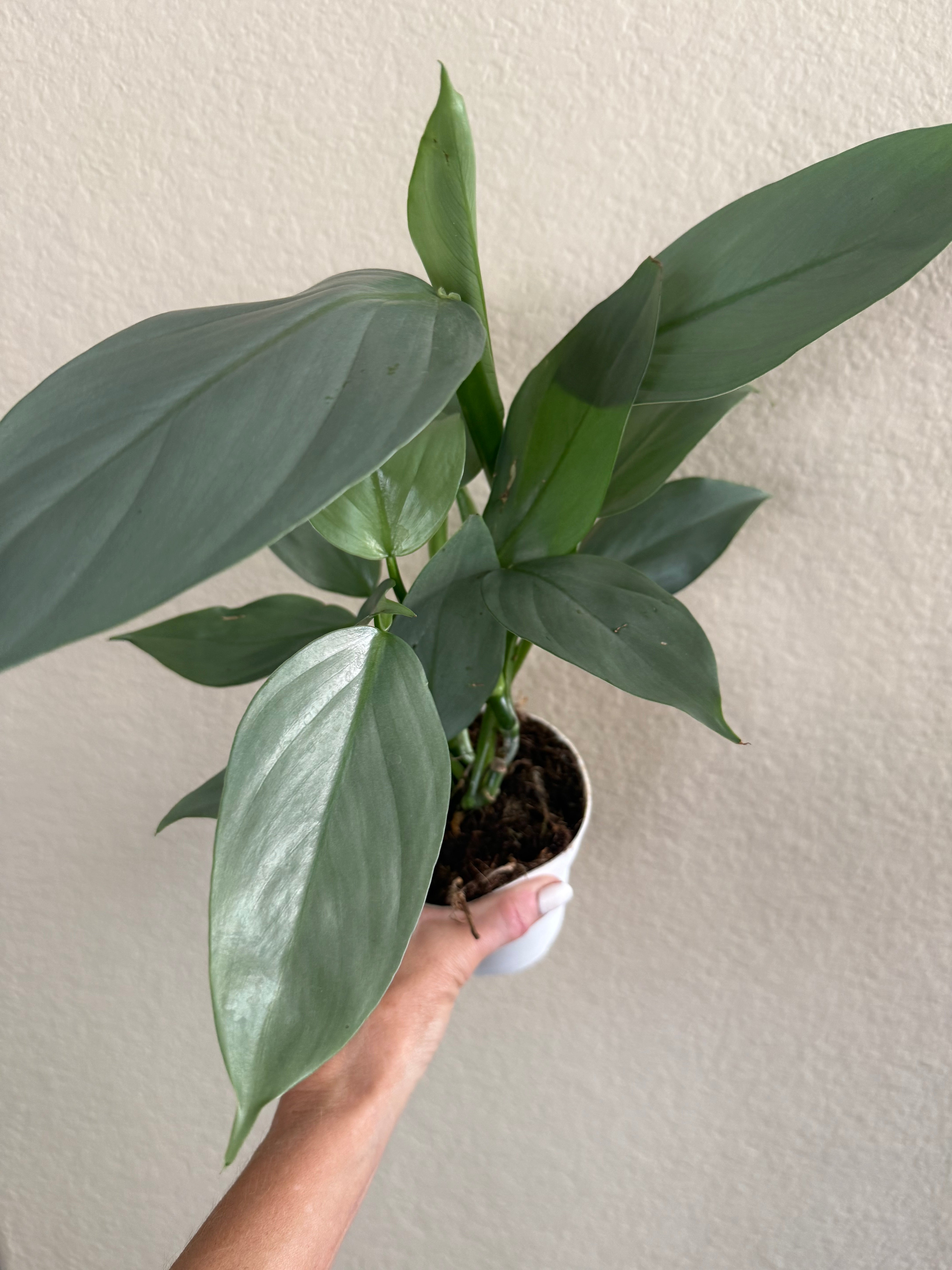 Philodendron 'Silver Sword'
