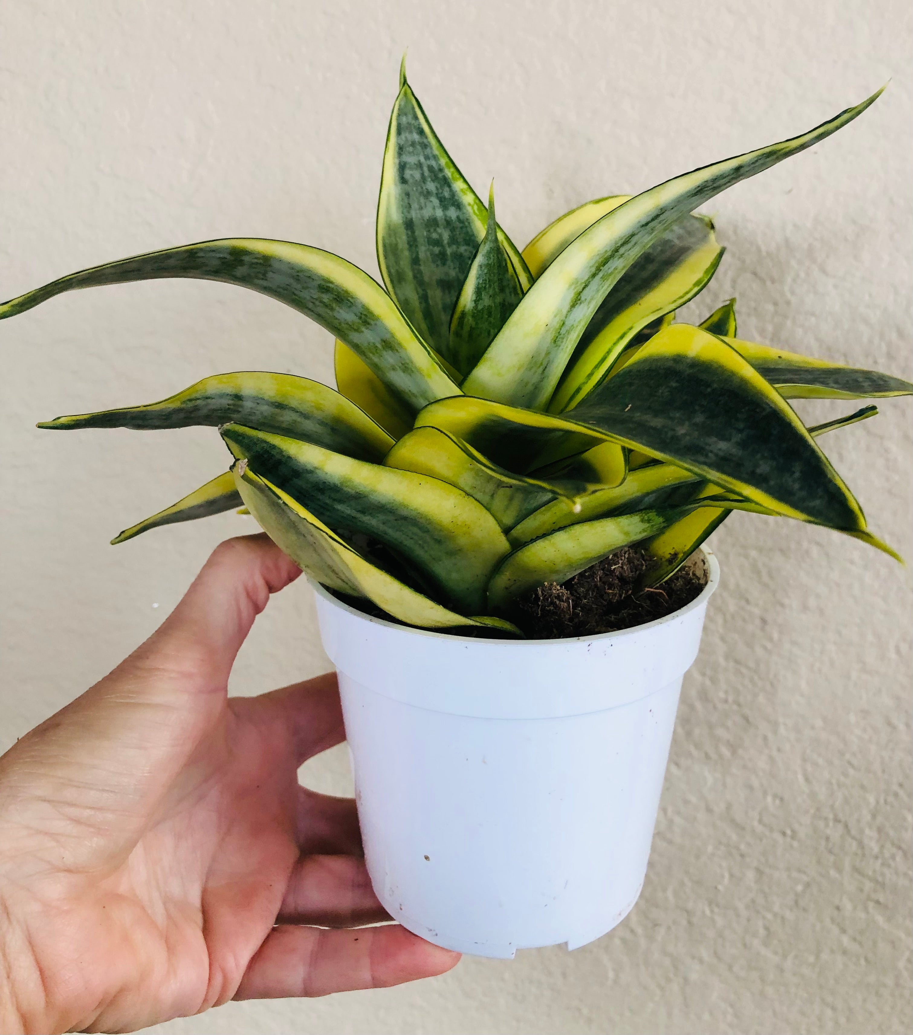 Sansevieria Hahnii ‘Gold Star’