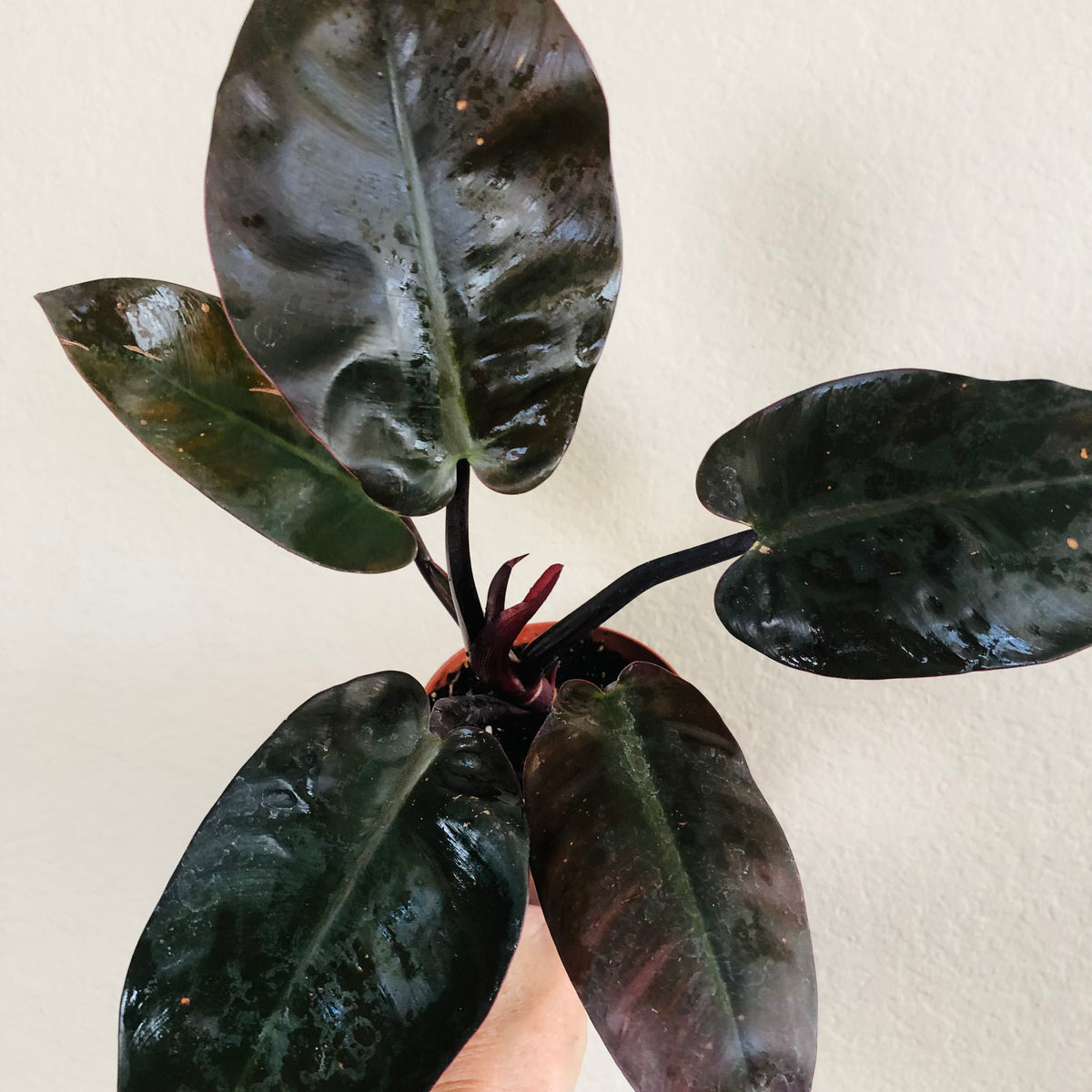 philodendron erubescens black cardinal Philodendron 'Black Cardinal'