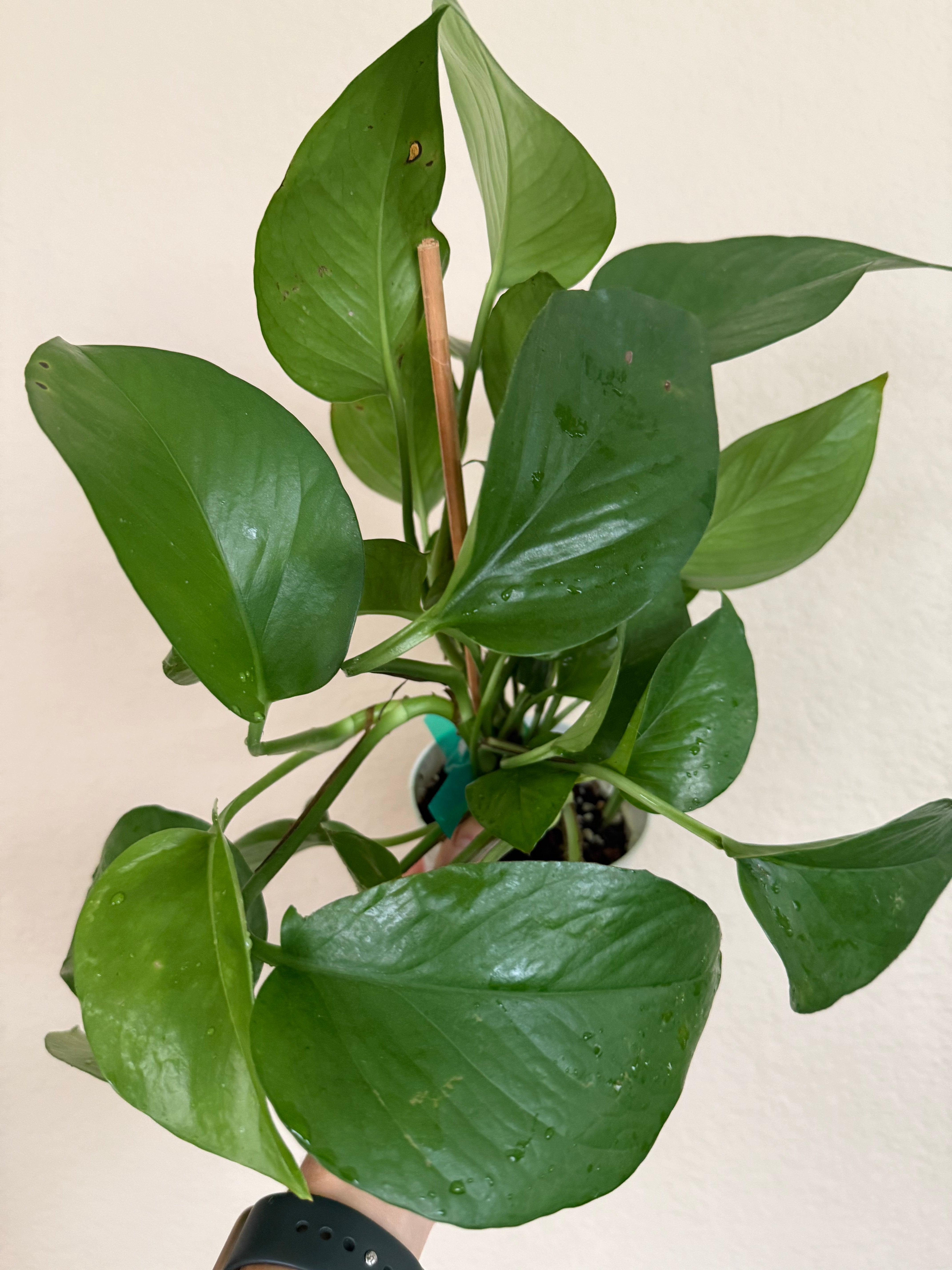 Pothos 'Jade'