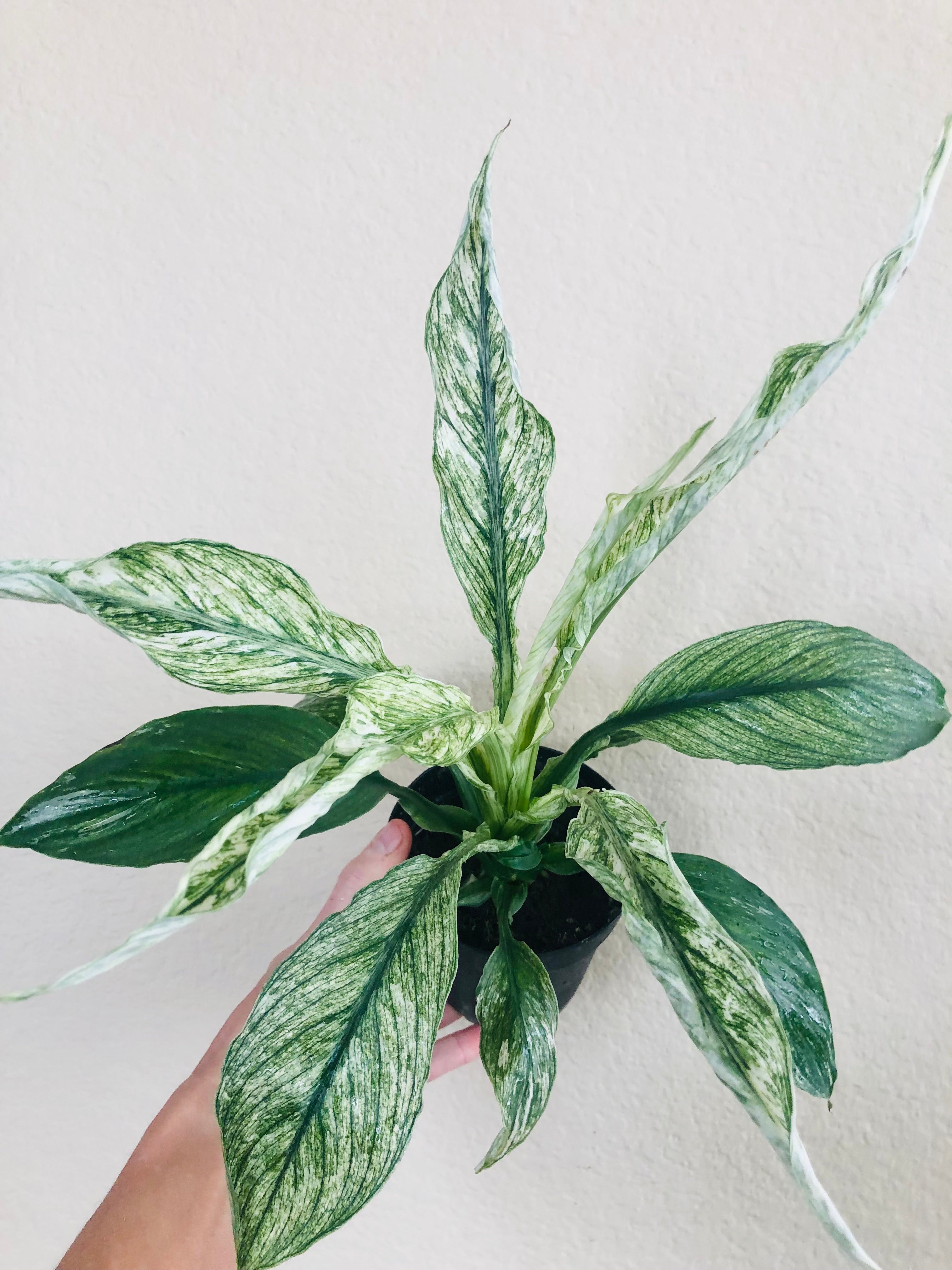 Spathiphyllum ‘Variegated’ | Peace Lily