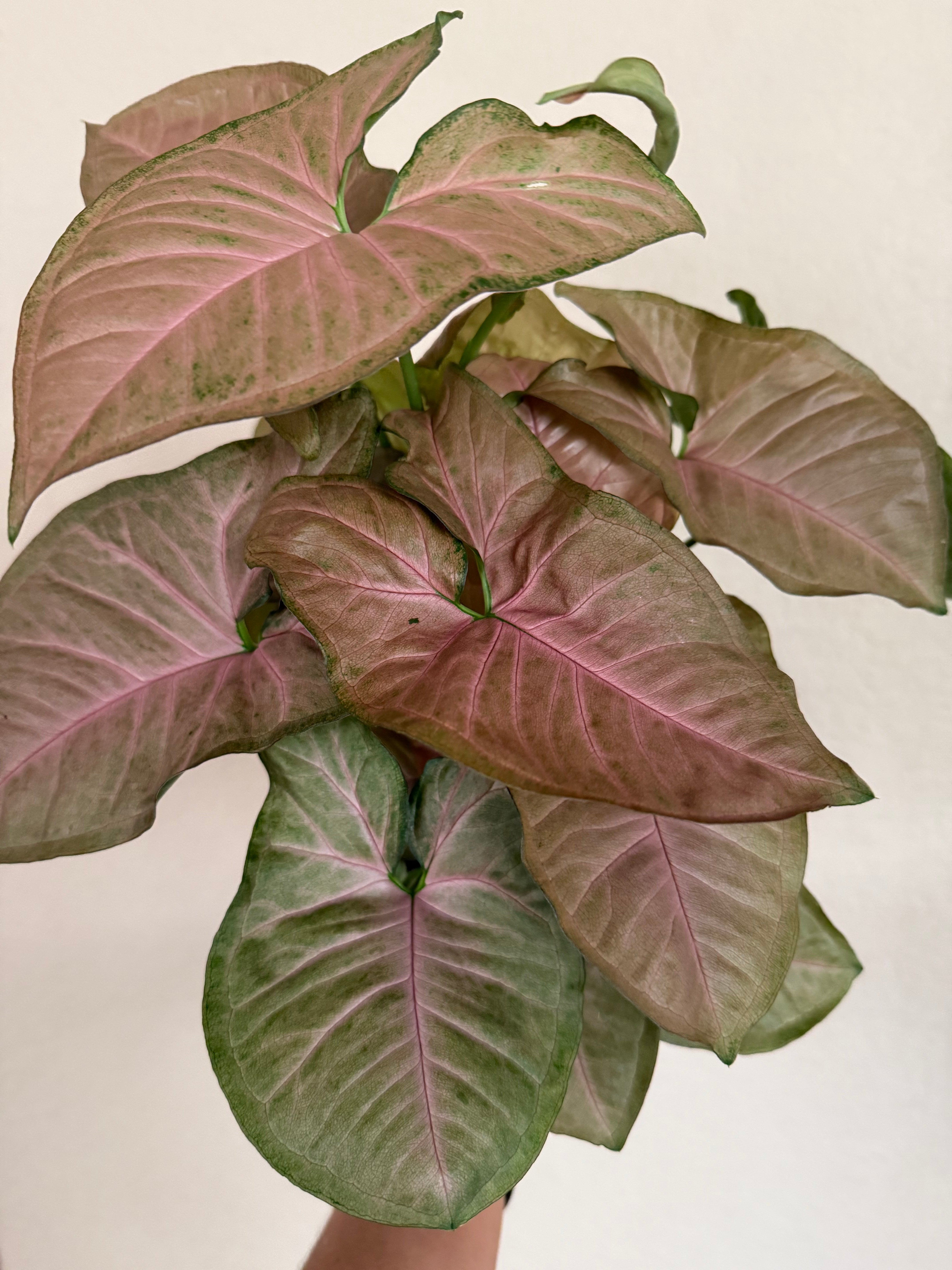 Syngonium 'Pink'