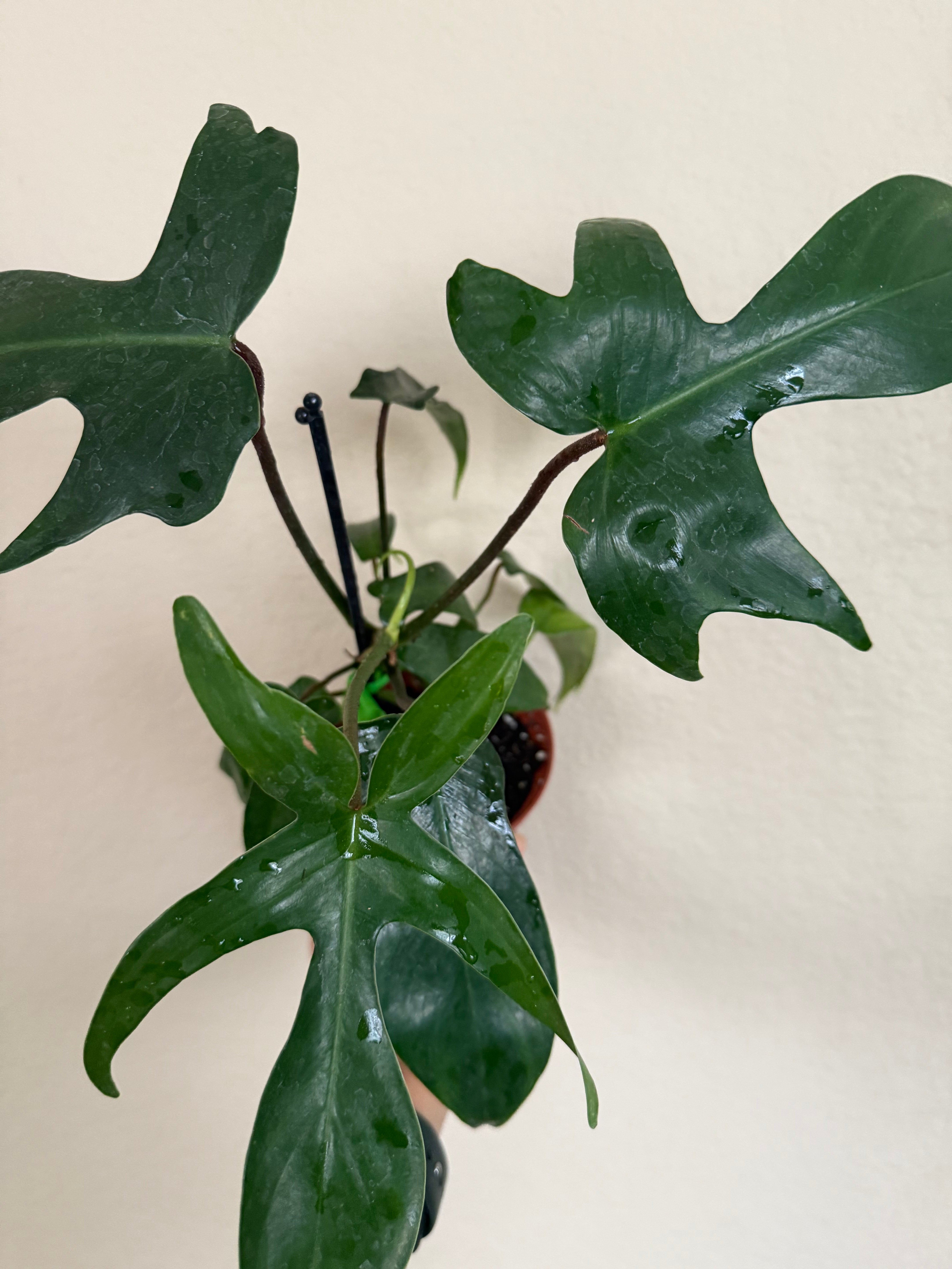 Philodendron 'Florida Green'